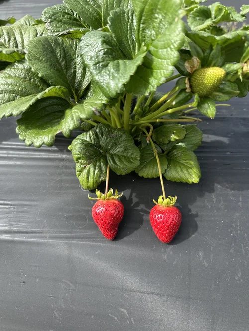 Strawberry U-pick & Farmstand  Blue House Farm