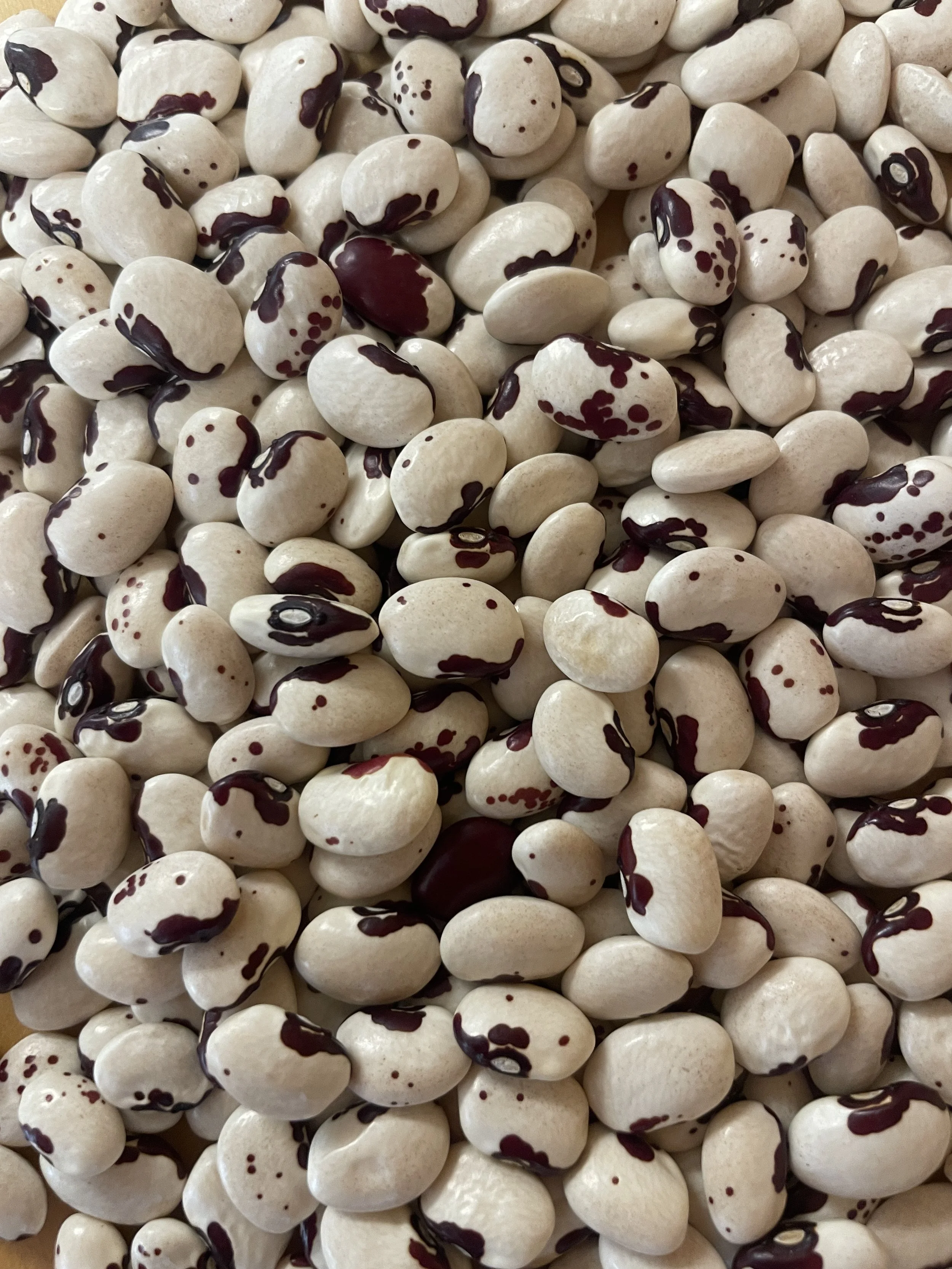 Organic Anasazi Beans