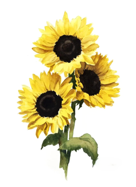 sample sunflowers.png