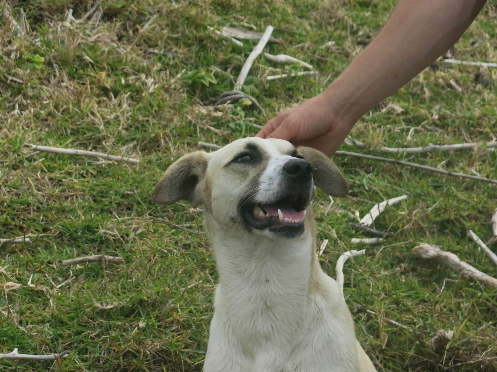 Lubanzi being pet