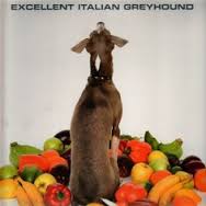 Shellac - Excellent Italian Greyhound