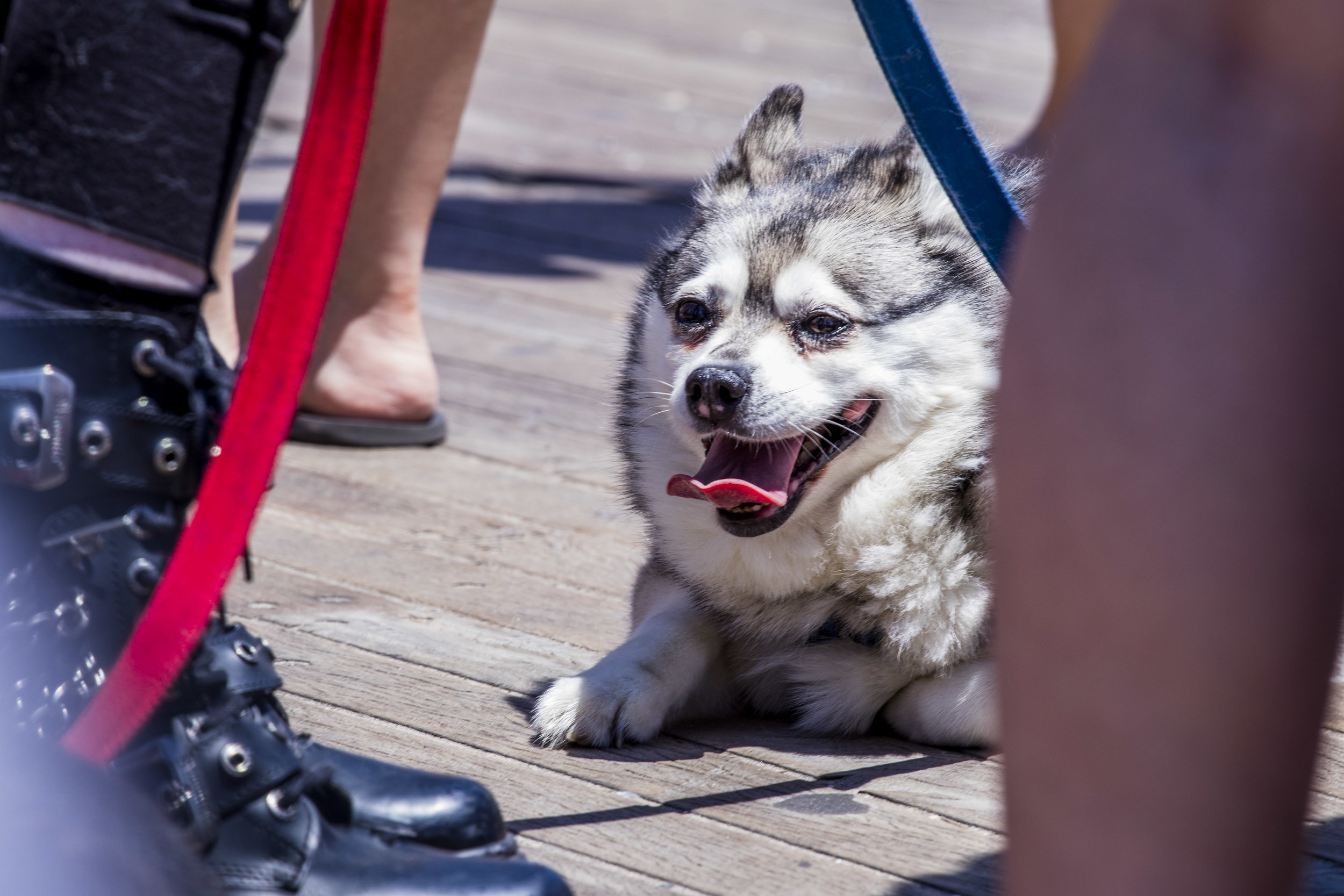 MermaidParade2018-1.jpg