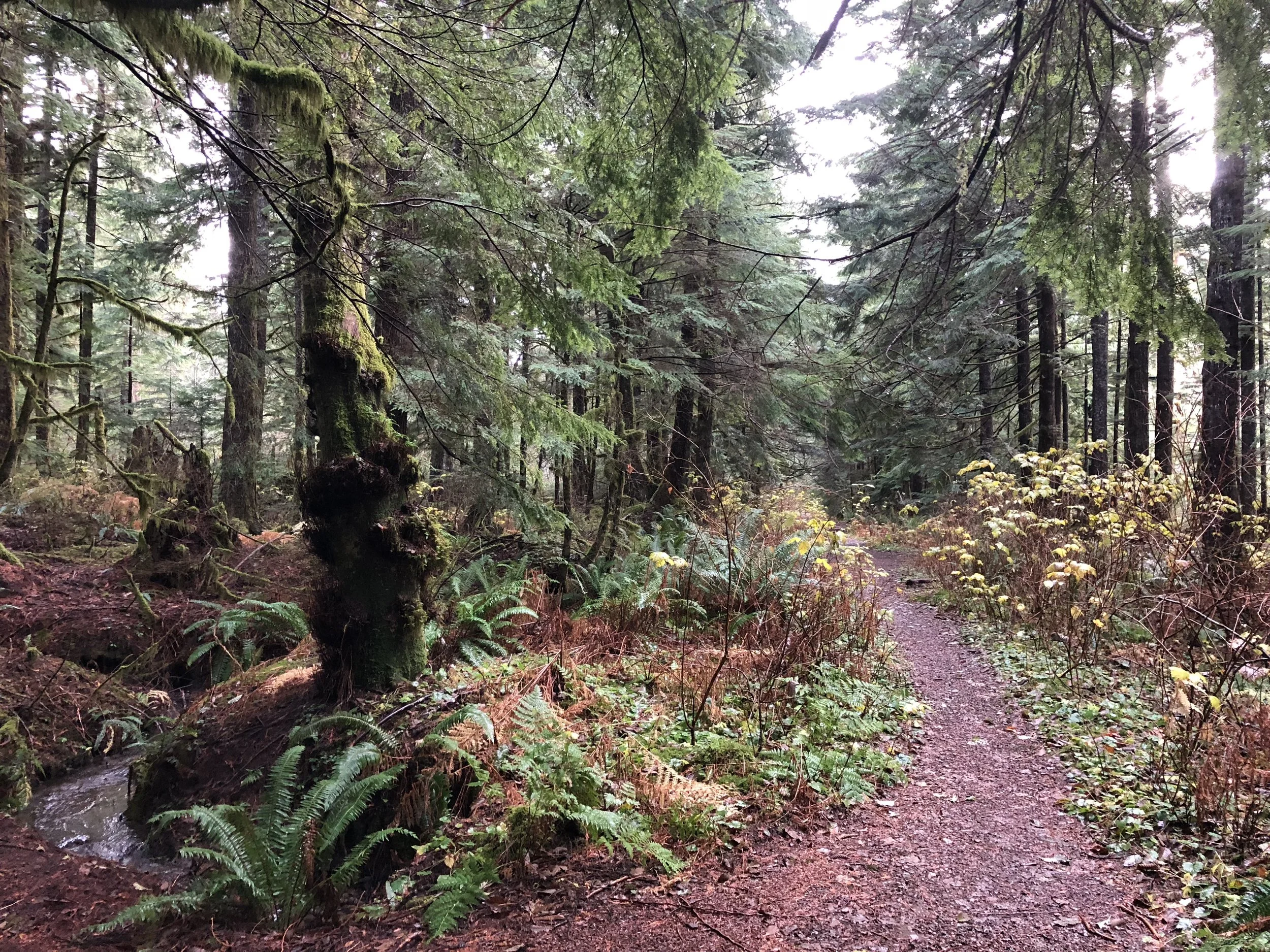 Cooper Walks with Laura Through The Woods: This is the location where in the 2nd to the last part of season 3, Cooper is walking through the woods with Laura and she disappears.
