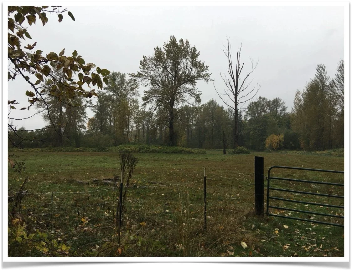 Richard's Field, one of the quieter locations associated with Twin Peaks