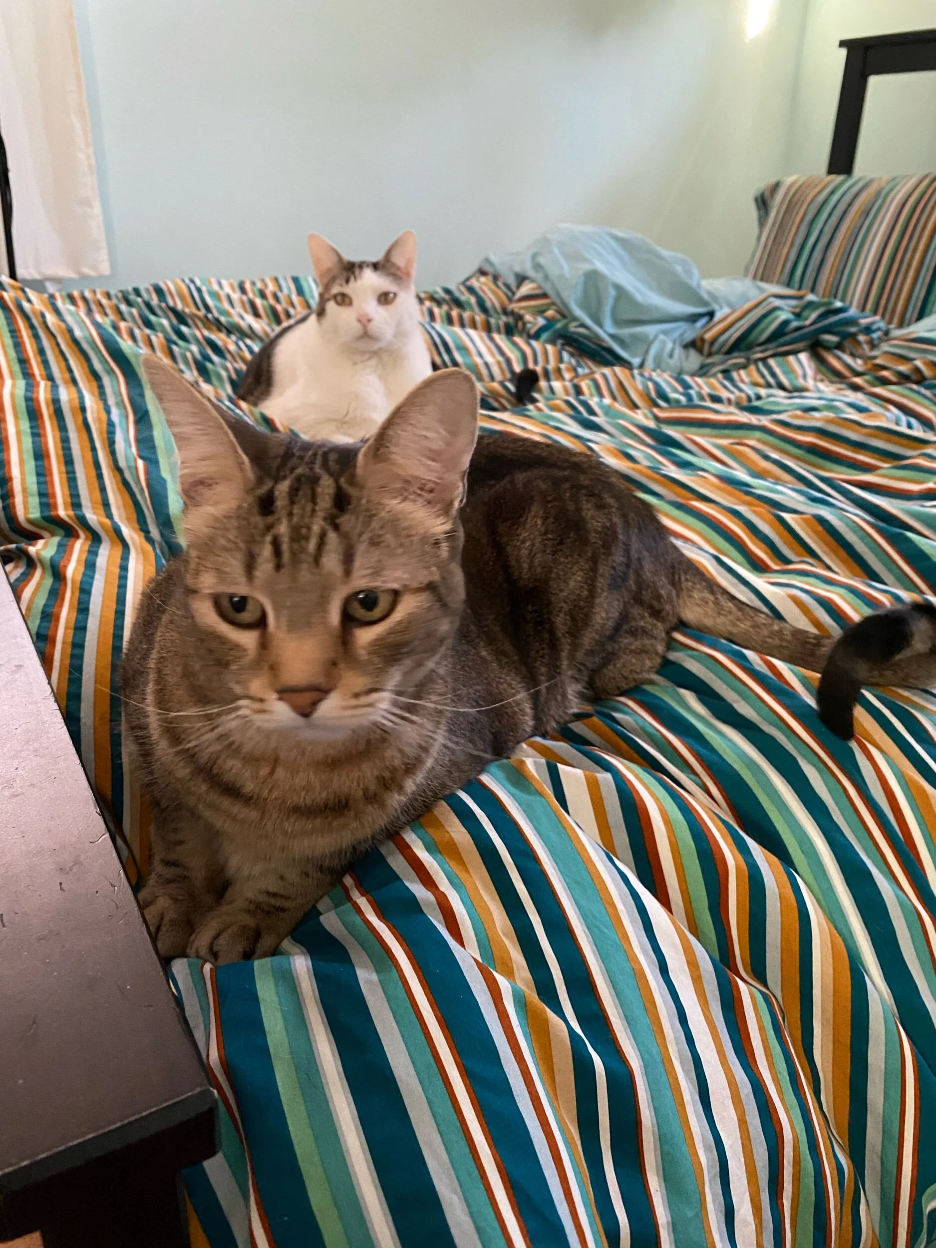 The Cat Lady Complex