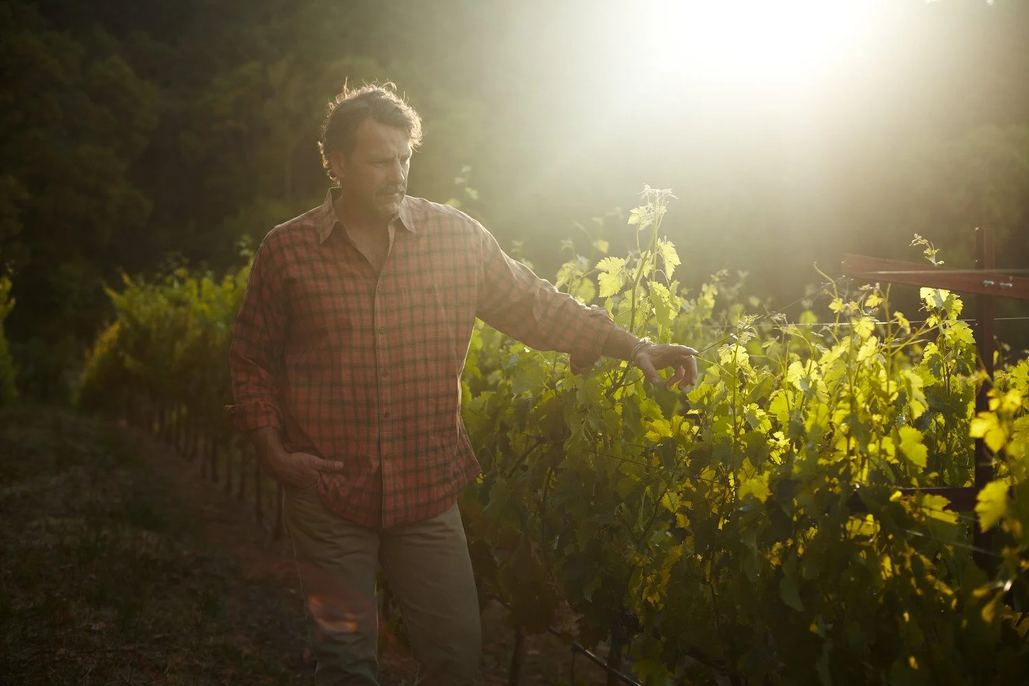 Chris Carpenter: Howell Mountain Man