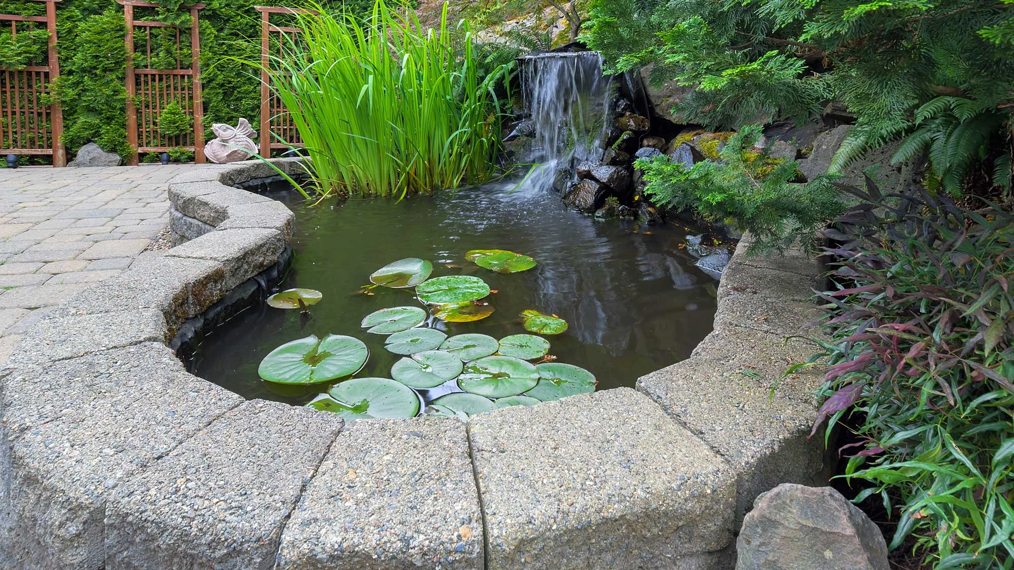 pond.jpg