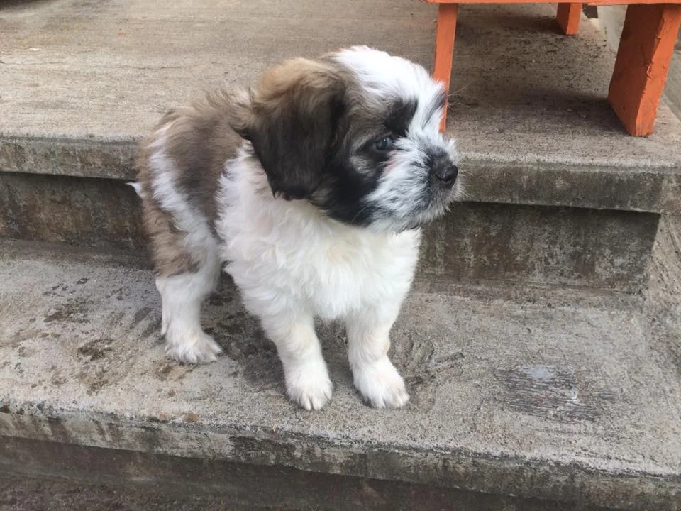 Meet Gavin