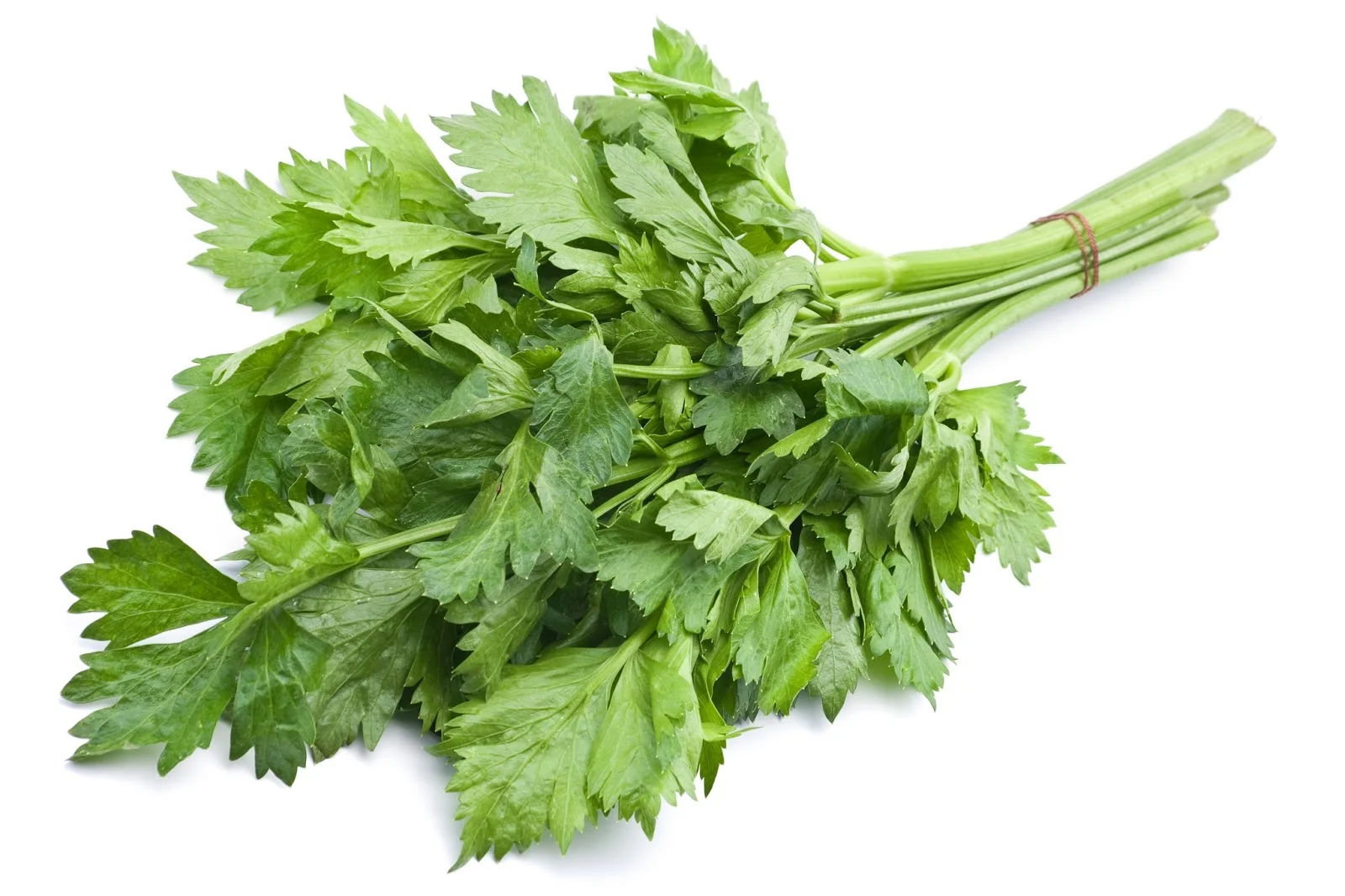 Chinese Celery.jpg