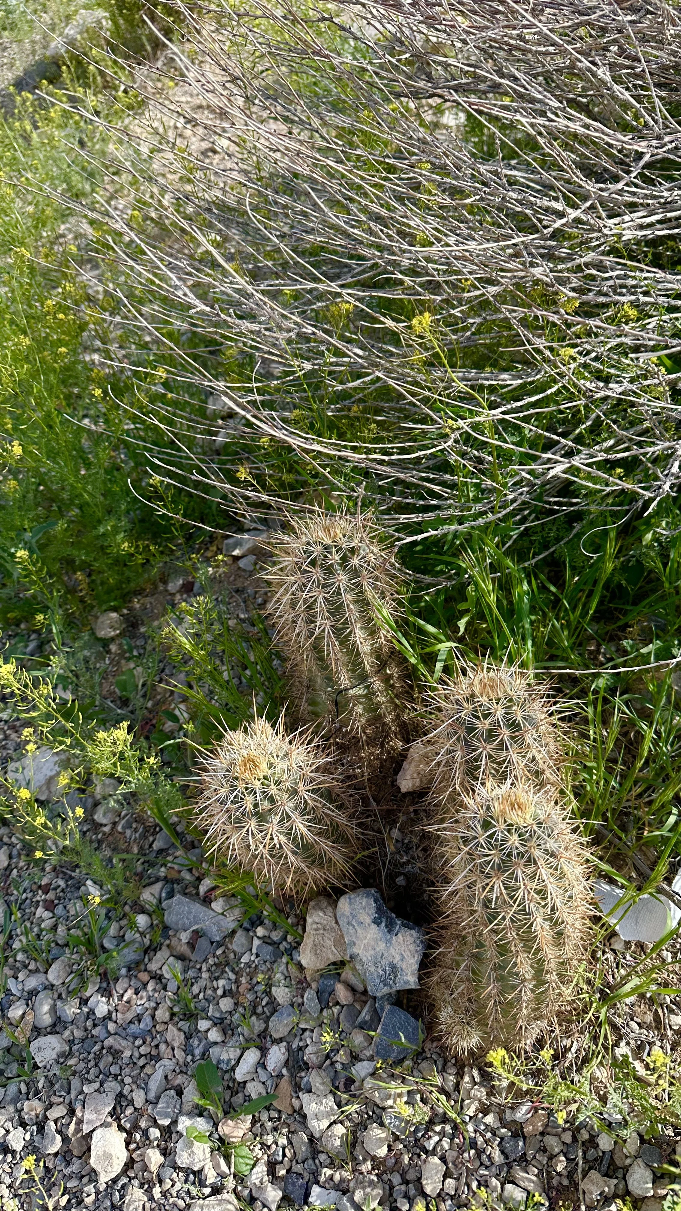 desert cactus and foliage