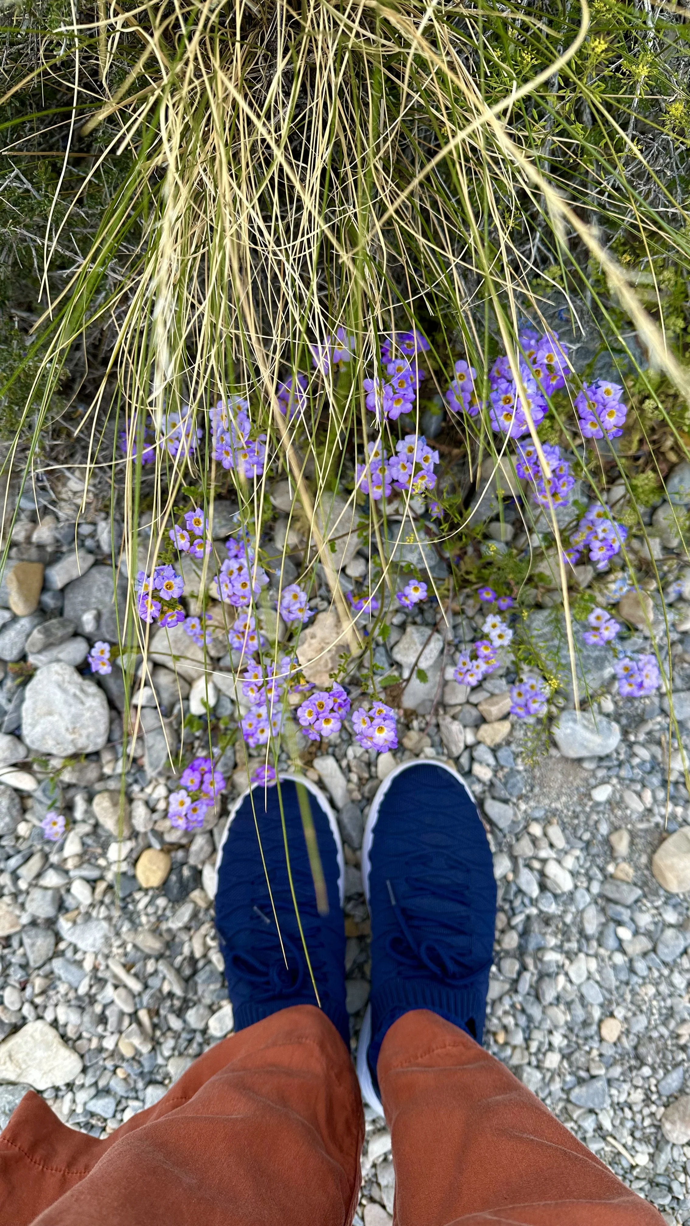 Standing with desert wildflowers