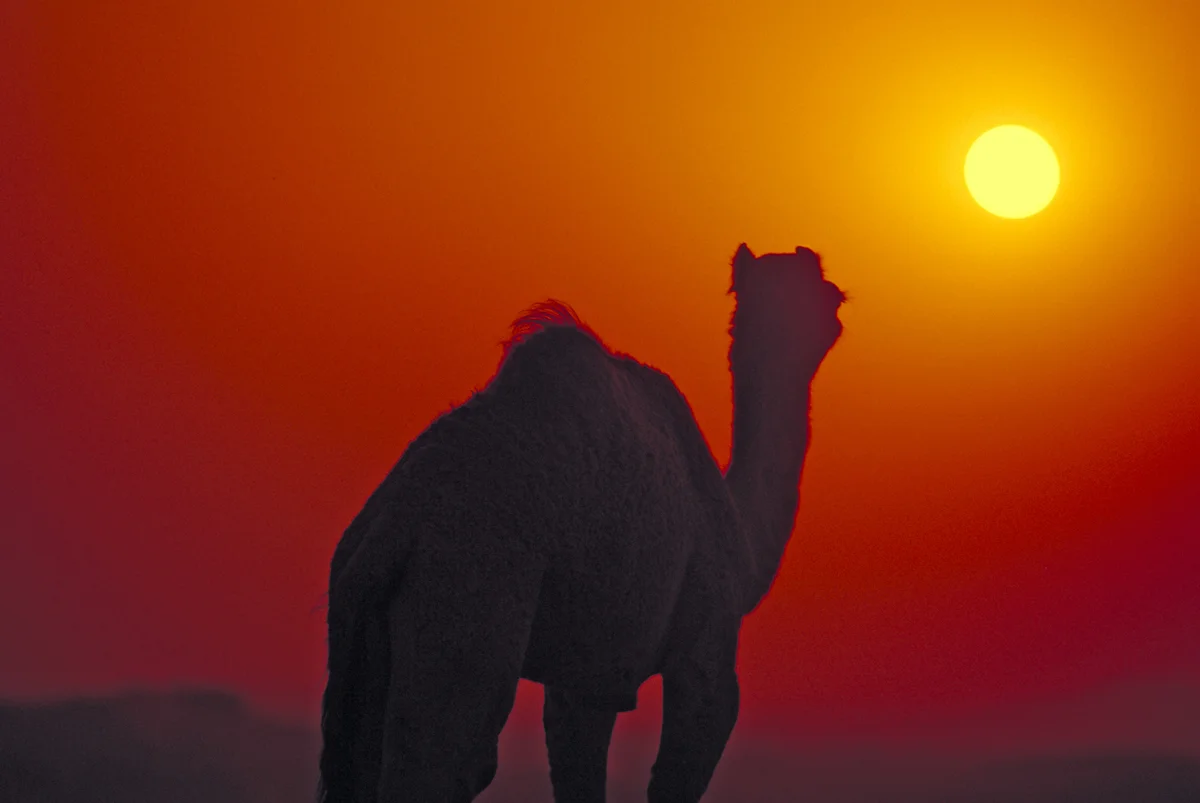 CamelSilhouette.jpg