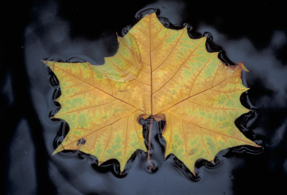 AutumnLeaf.jpg