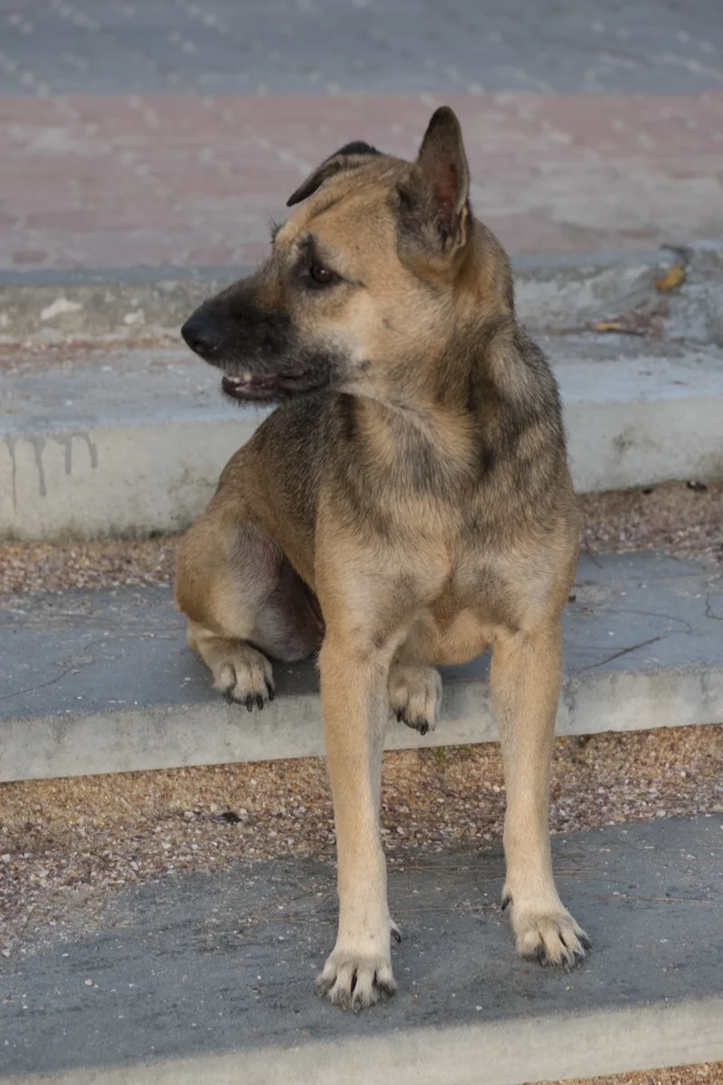 _DSF9529.jpg