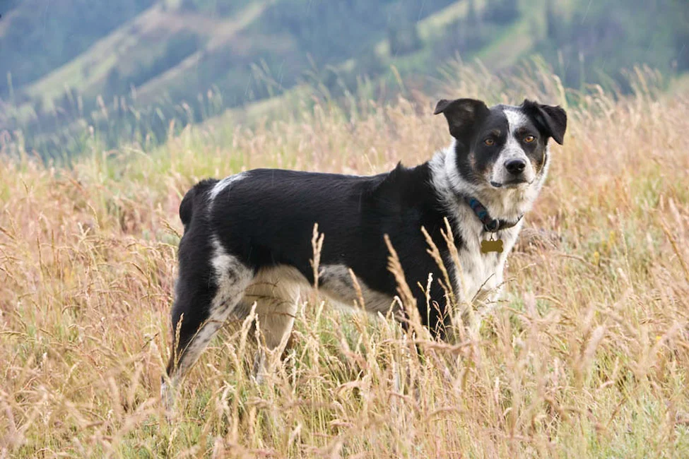 Ande at Hell's Canyon