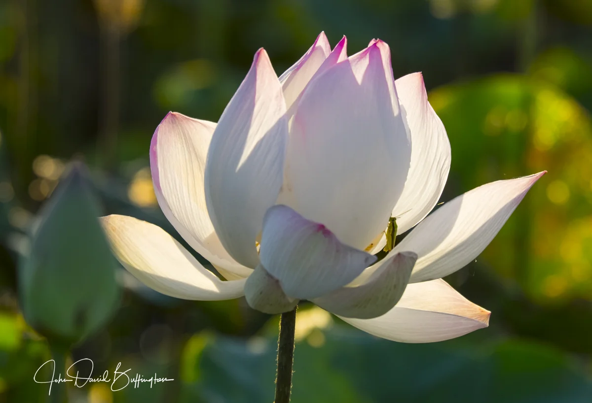 lotus.jpg