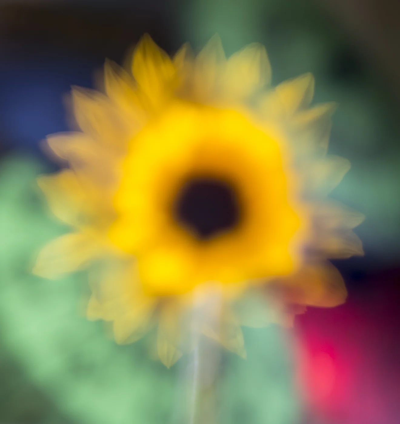 Reverberated Sunflower