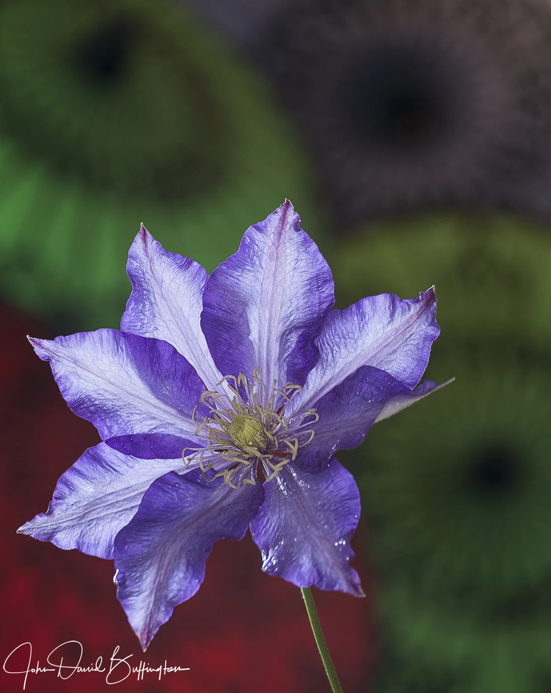 Clematis