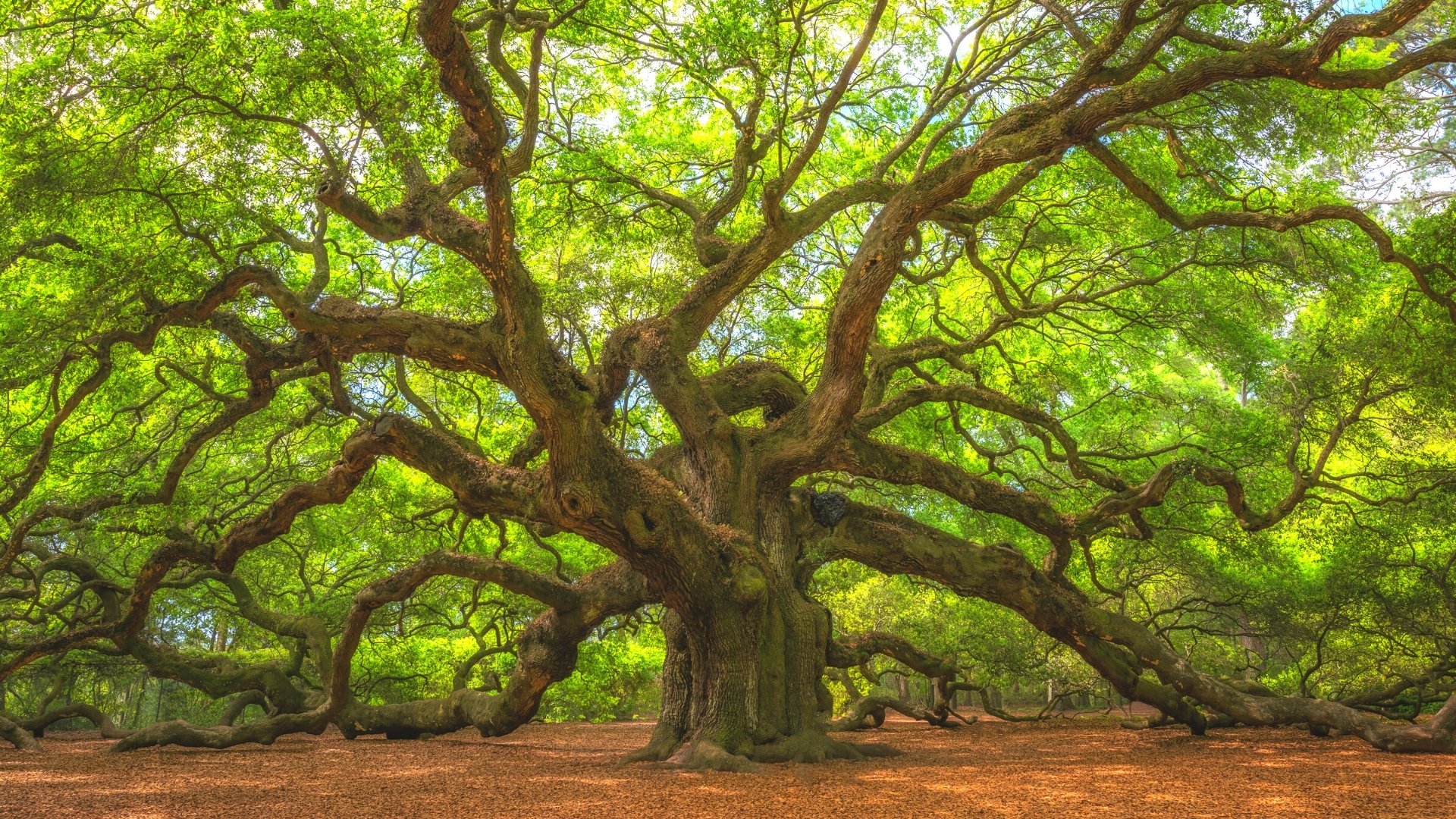 Angel-Oak-Tree-Near-Kiawah-Island.jpg