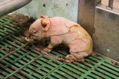 Factory-Farming-Abuse-Appetite-For-Peace.jpg