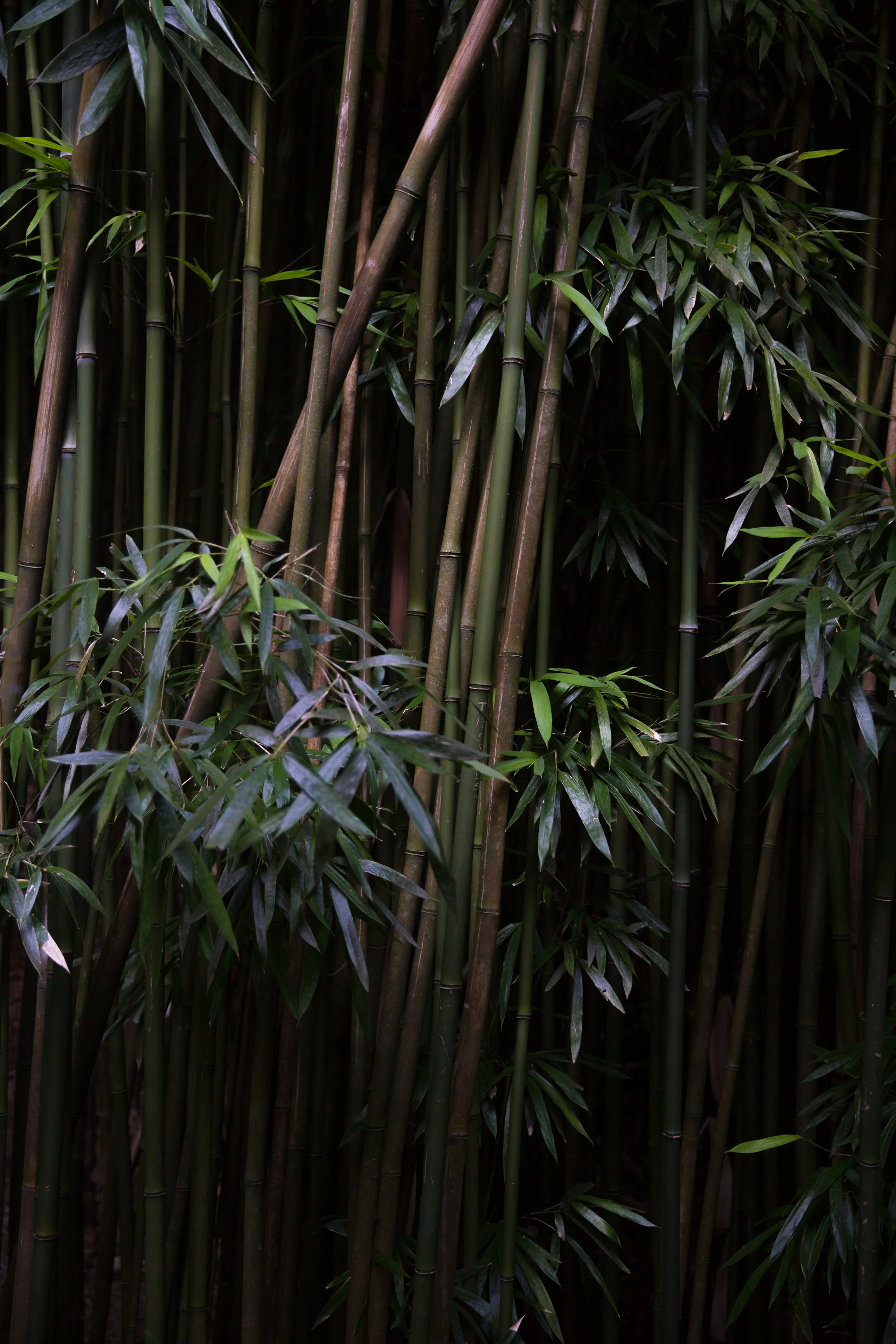 Bamboo Forest