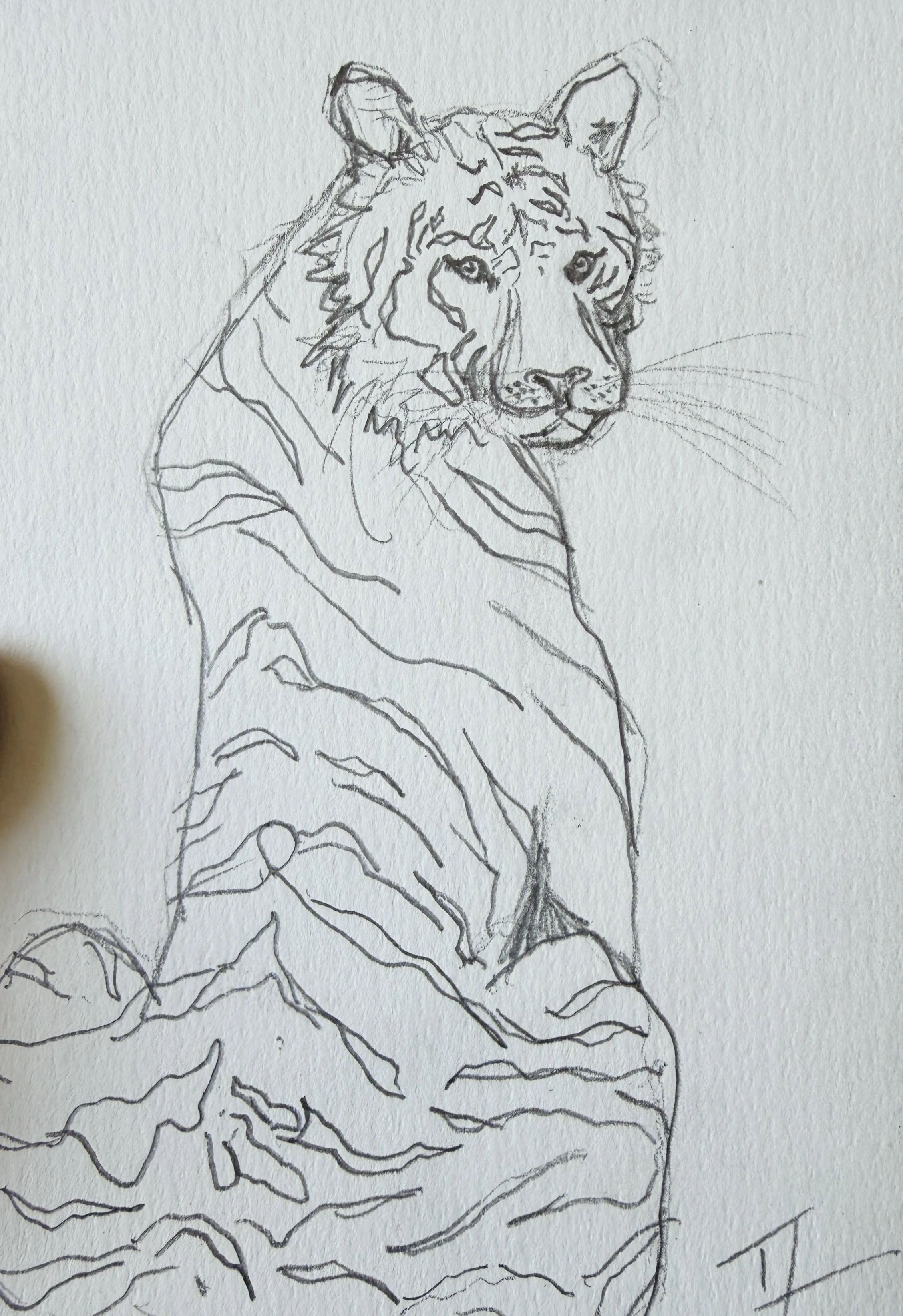Tiger Study 2 (.).jpg