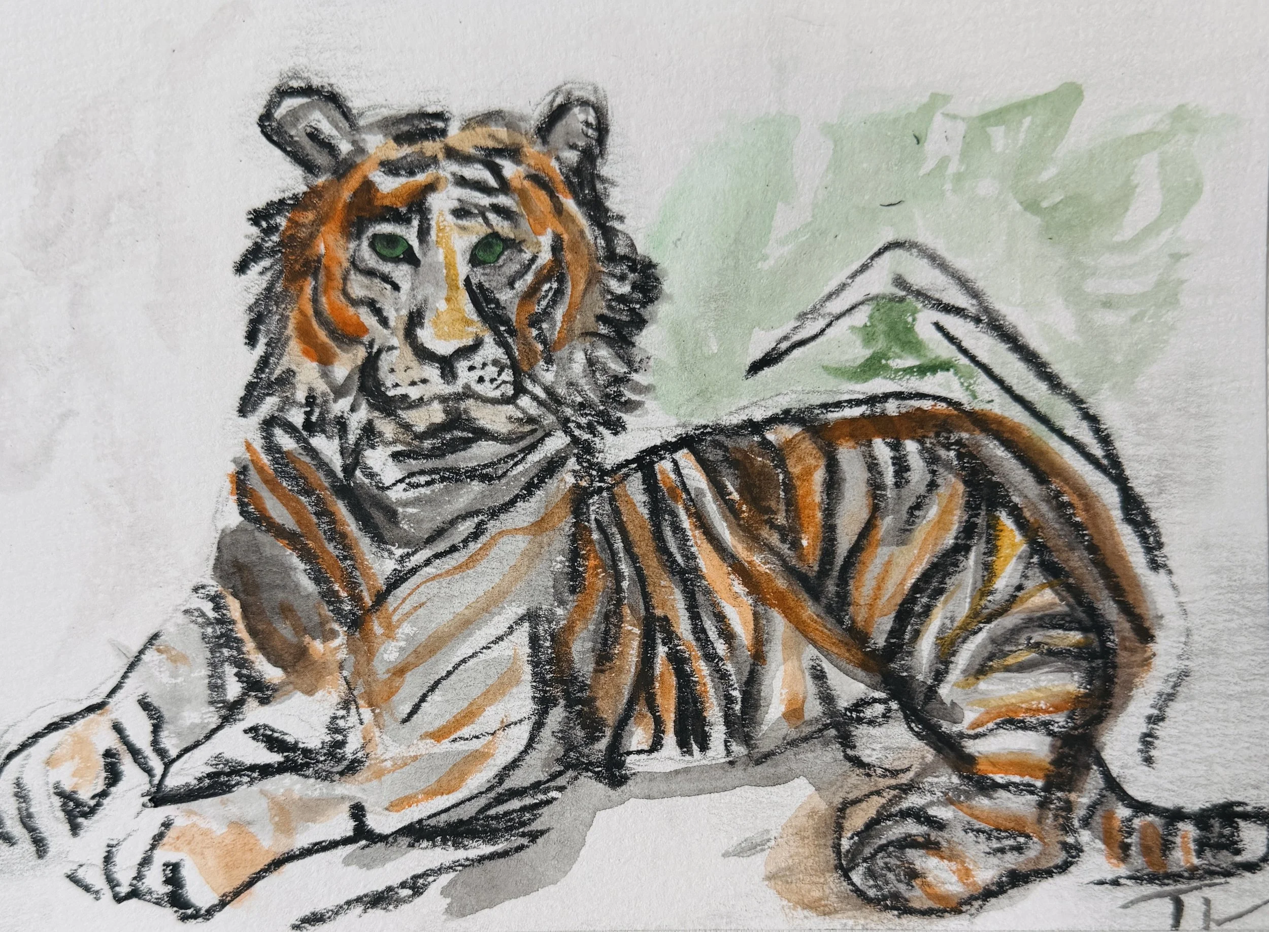 Tiger Study I..jpg