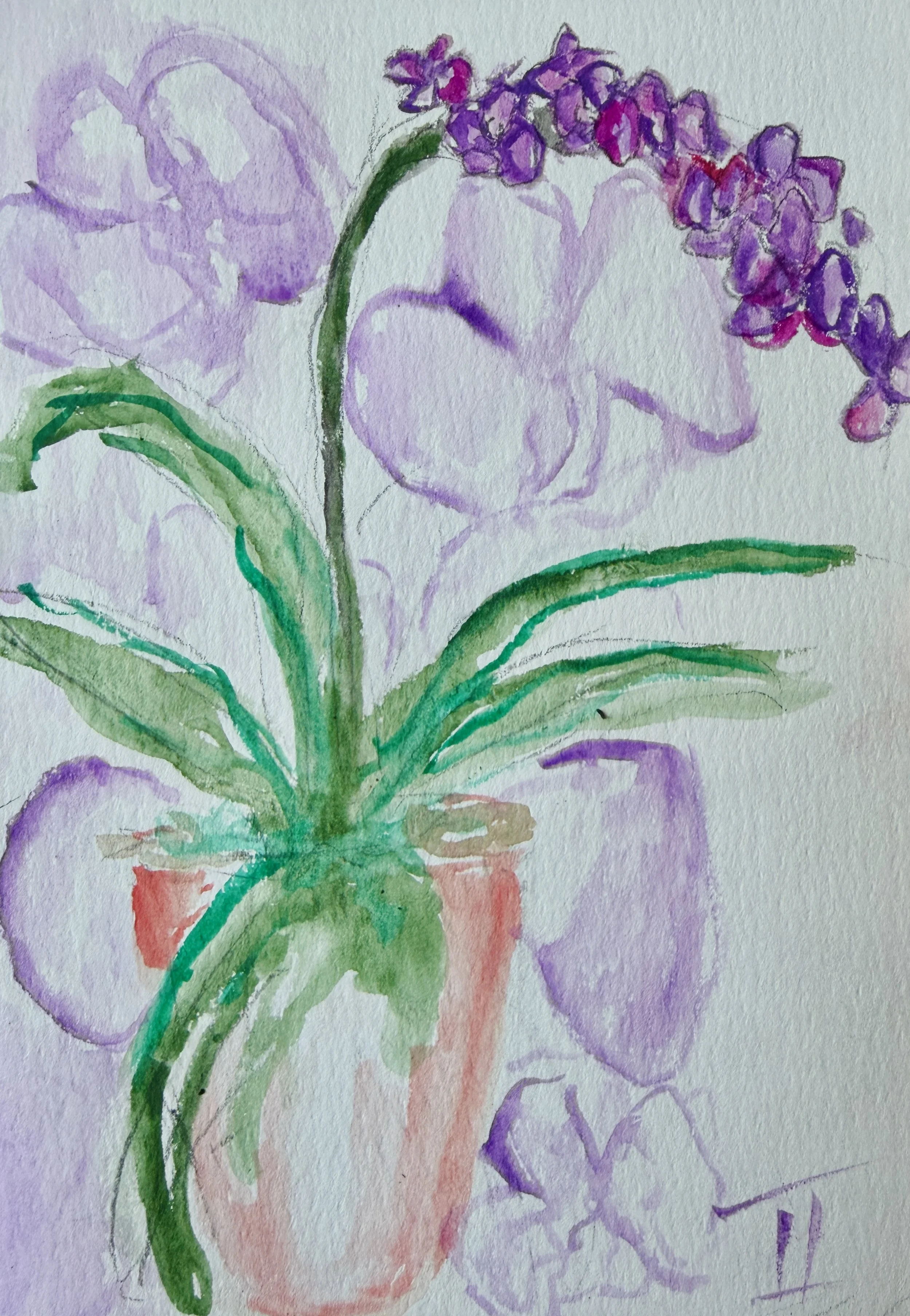 Cascading Orchids.jpg