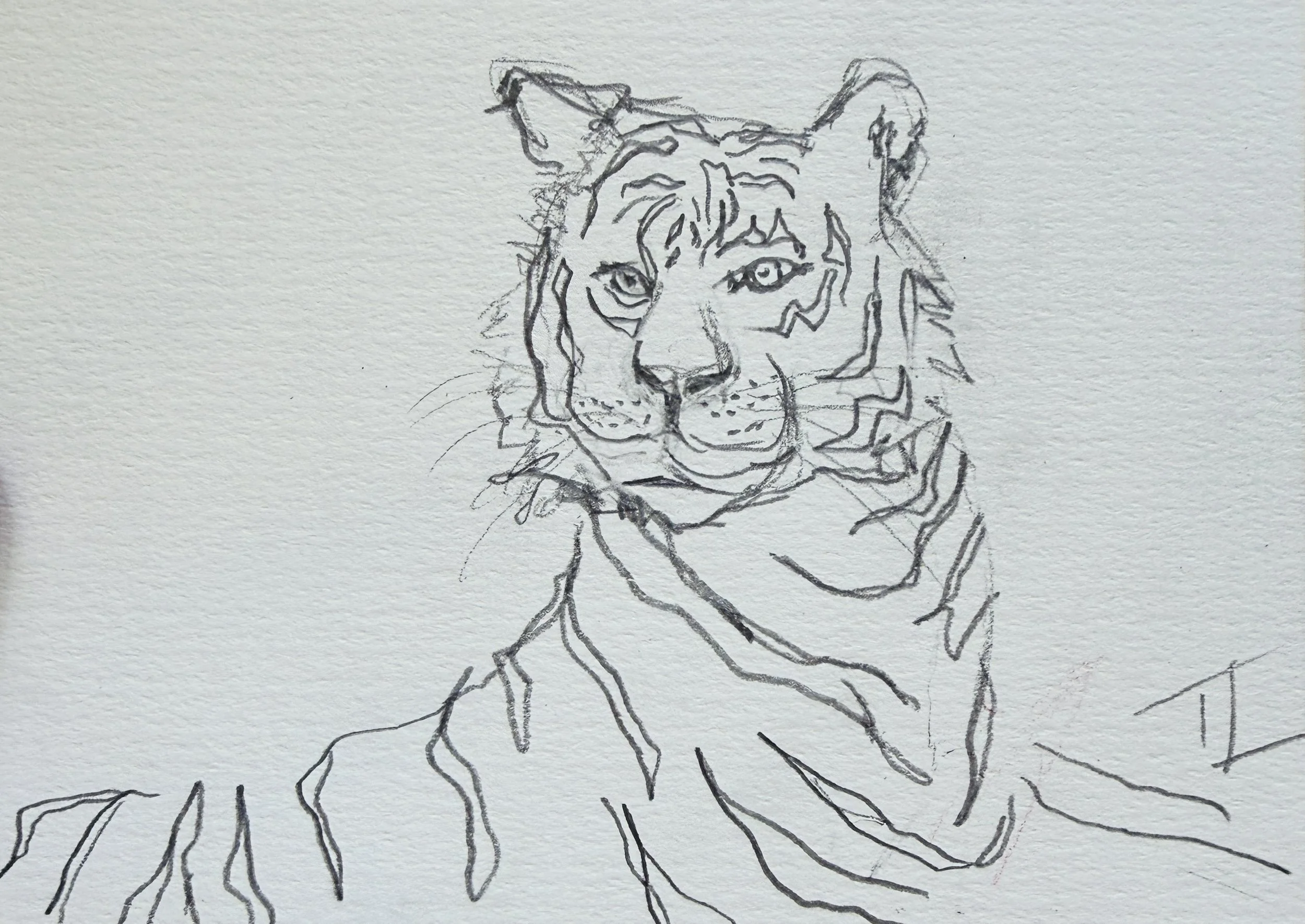 Tiger Study 3.jpg
