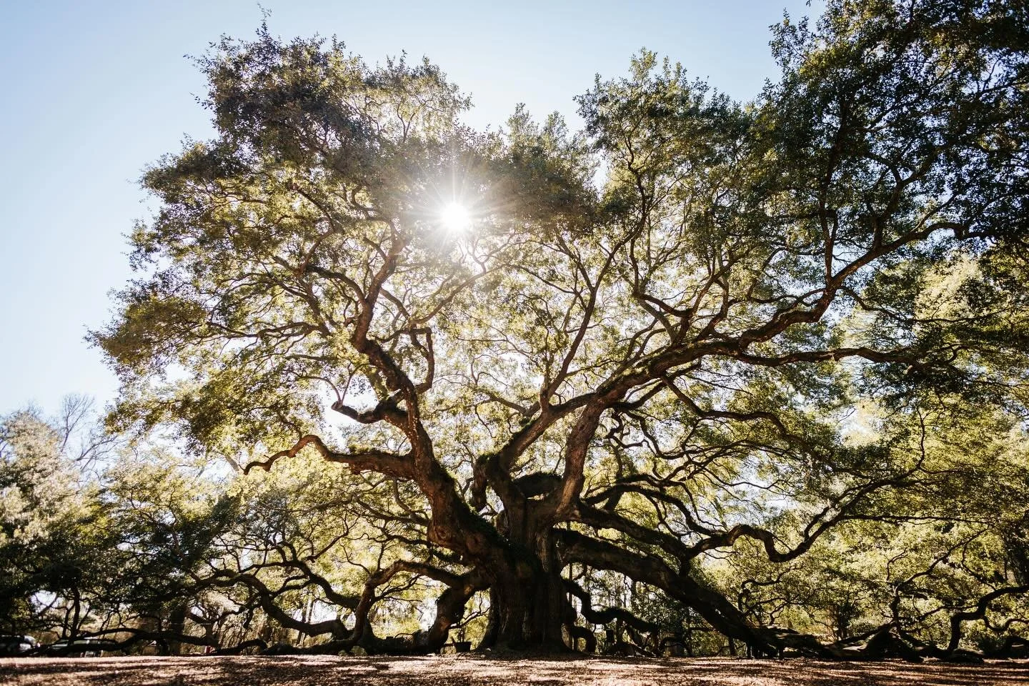If you haven&rsquo;t seen this tree in person and you have a trip to Charleston in your future, add it to your list! My second time going and I just love her more and more every time! 😍

Angel Oak Tree, Charleston, SC // February 2026
