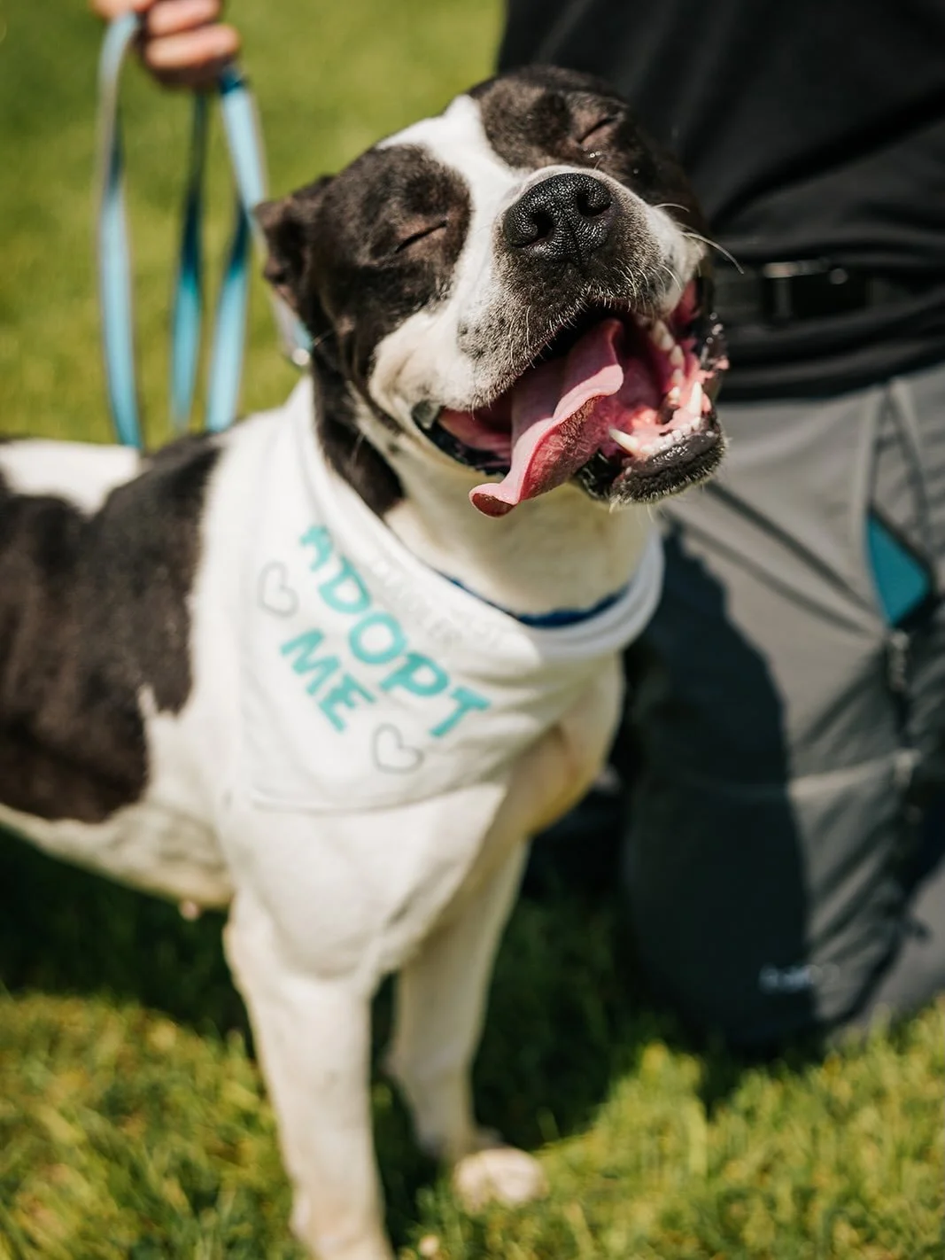 🐾 I recently started volunteering at the dog shelter near my house! Something I&rsquo;ve been wanting to do since I moved there almost 4 years ago. I mostly do puppy socialization, but got to photograph some of the doggos last time I was there! If y
