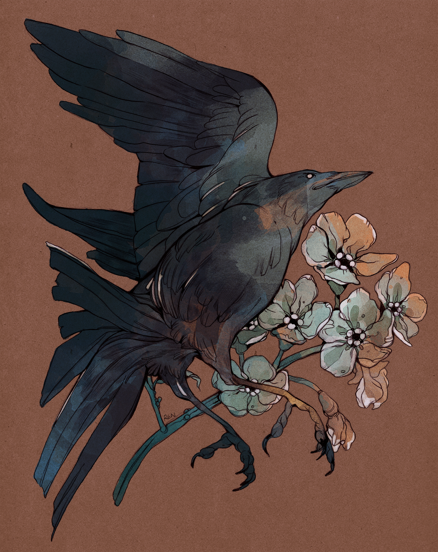crow forget me not c.png