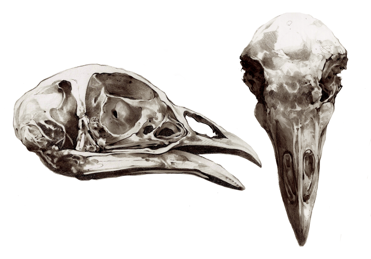 SKULLZ.png
