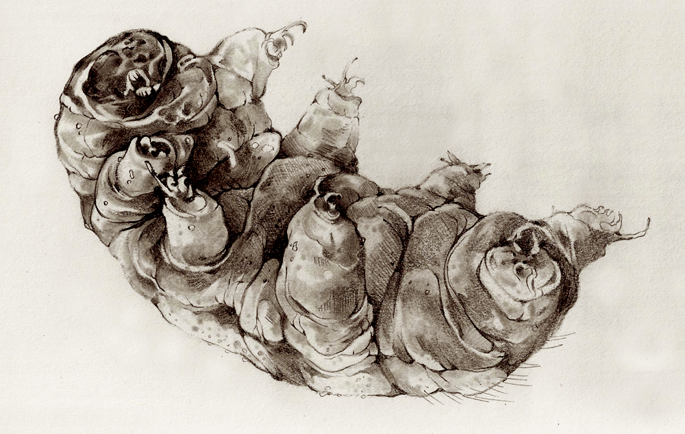 tardigrade.png