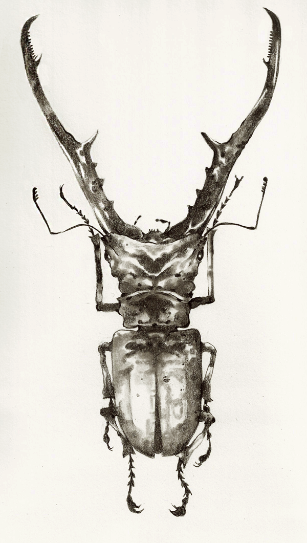 cyclomattus stag.png