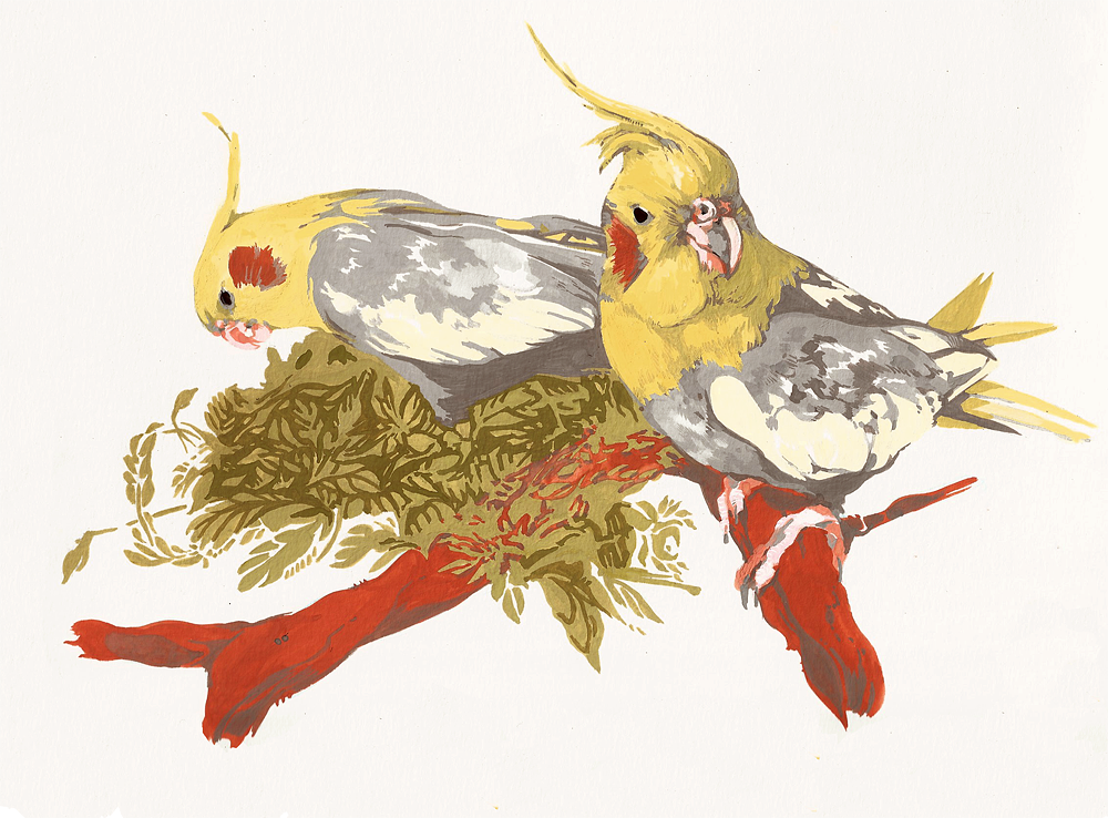 cockatiels gouache.png