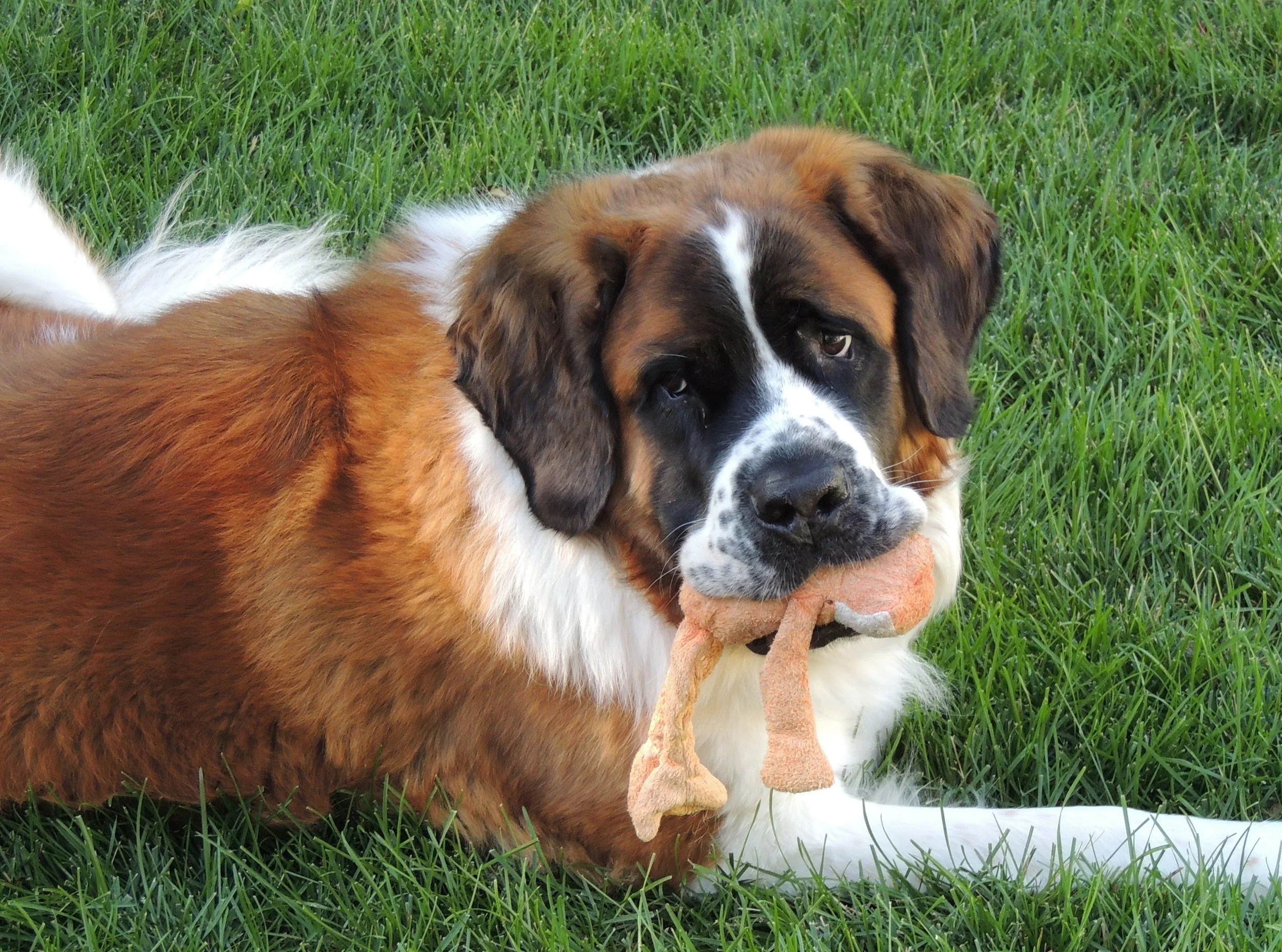 CuteSaintBernard.jpg