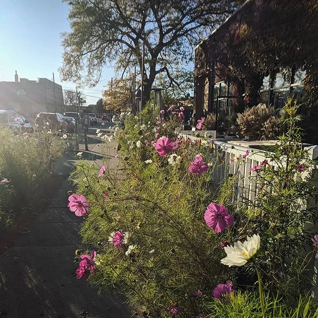 Afternoons like this one 😍☀️
.
.
.
.
.
#fall #flowers #sunshine #sunday #photooftheday #pretty #pursuepretty #ferndale #michigrammers #flashesofdelight #instagood #weekendadventures #love