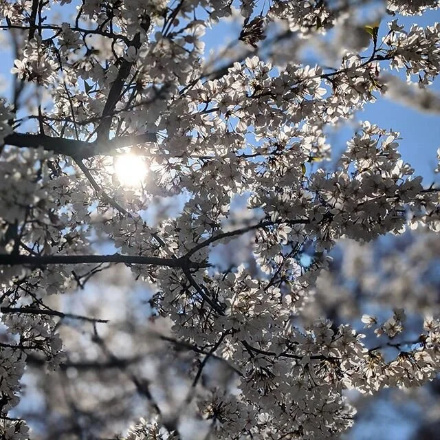 Spring things on our neighborhood walk today 💮
.
.
.
.
.
#stayhome #walk #spring #prettylittlethings #sunshine #instagood #blooms #livethelittlethings #livecolorfully #instadaily #bluesky #lookup #pretty #love #nature