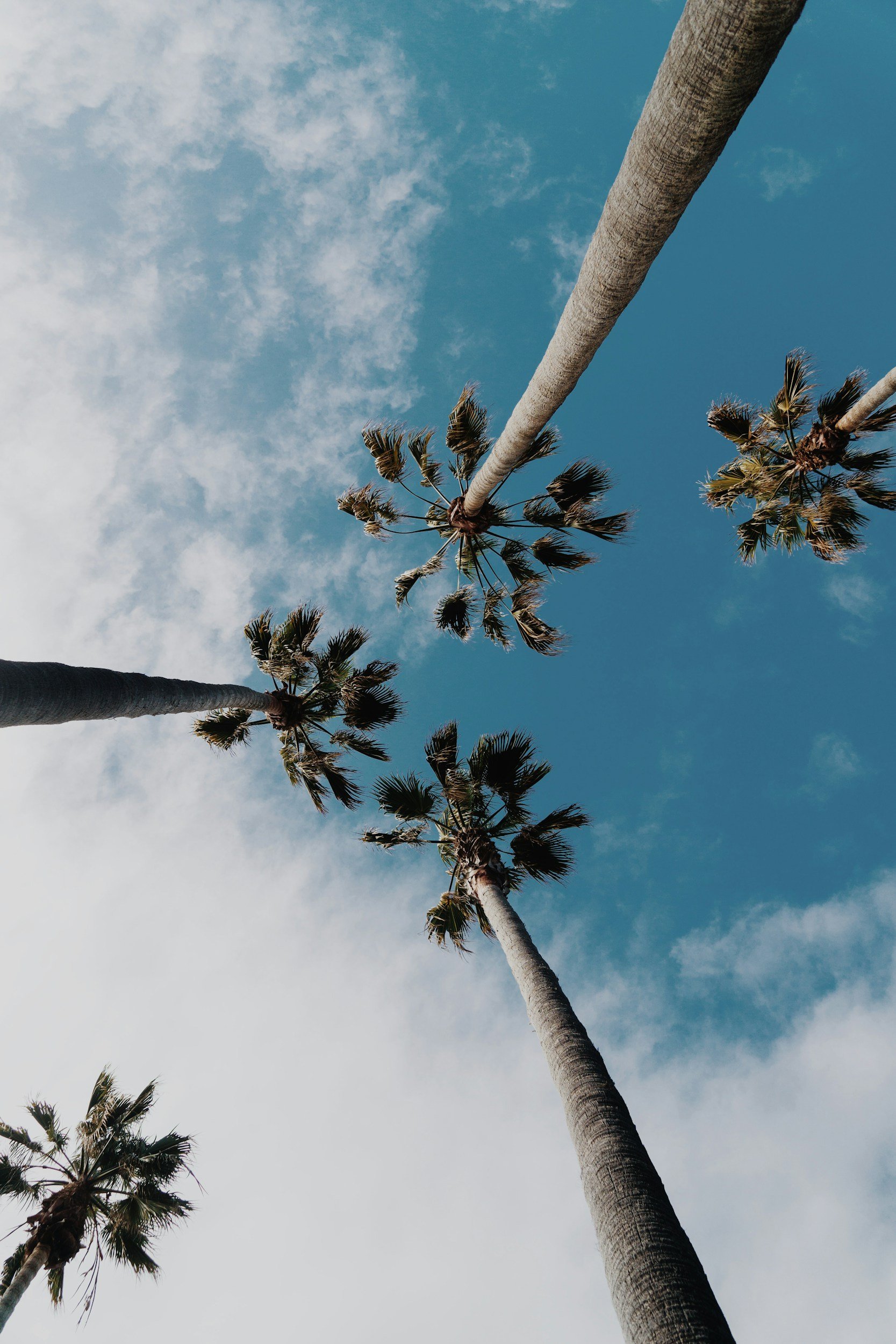 Looking up at tall palm trees against a partly cloudy sky.
