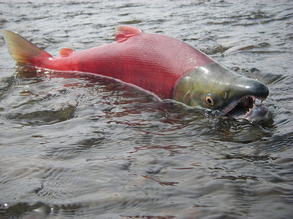 Adult sockeye salmon Source: Environmental Protection Agency