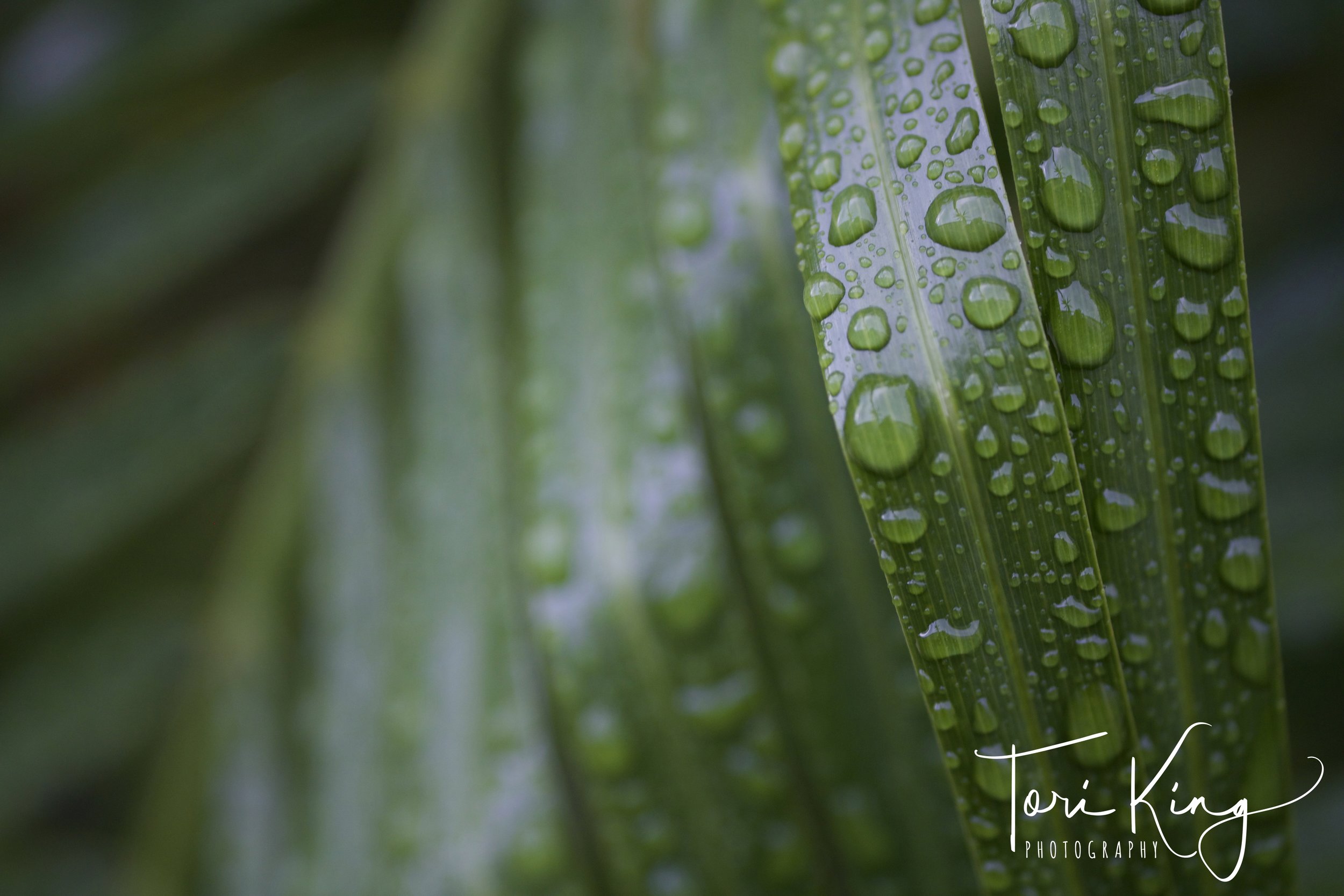 Maroubra Garden Rain Drops -1493902805829.jpg