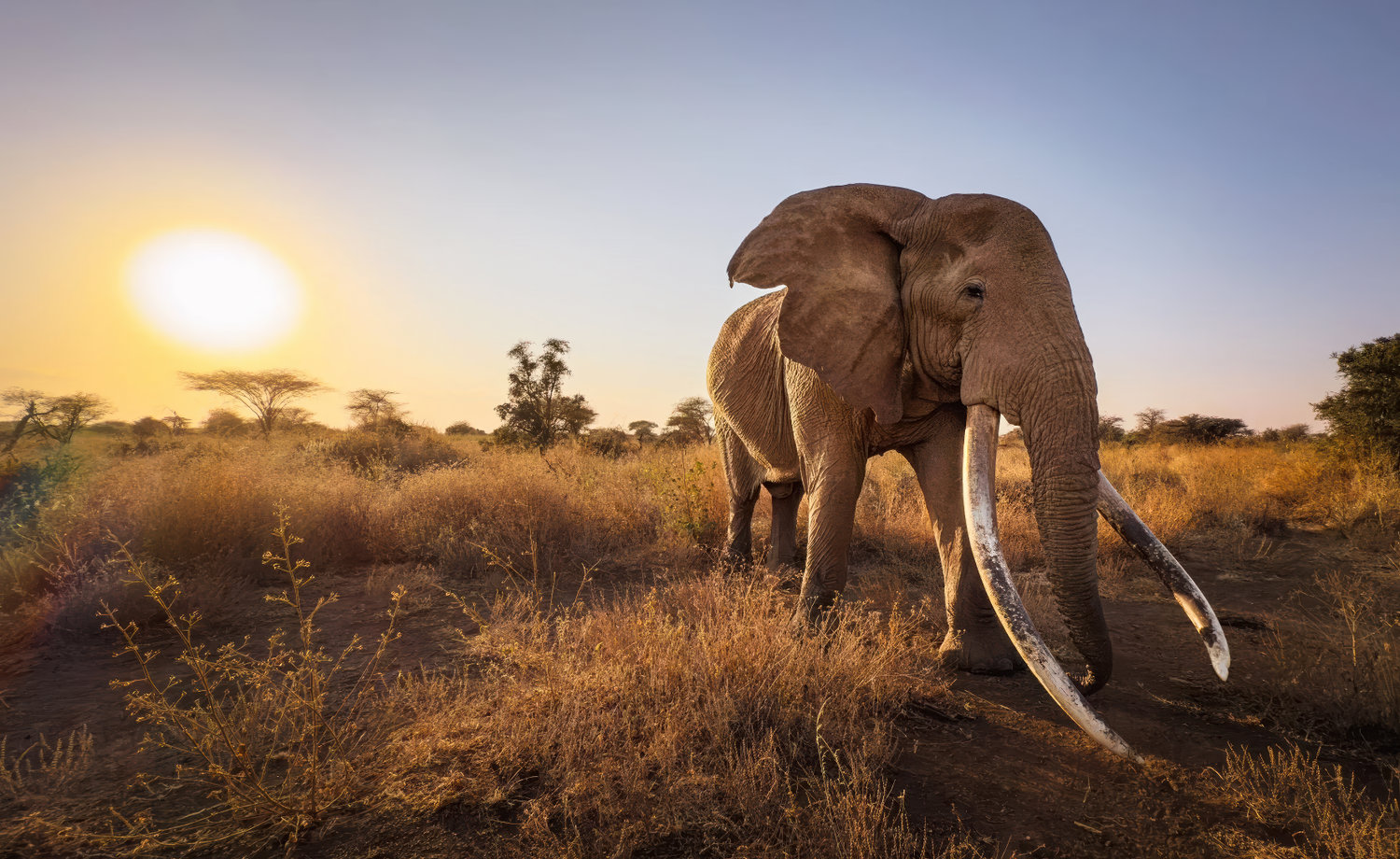 Apple-supplied iPhone 16 Pro sample photo of an elephant at sunset on the savannah, demonstrating telephoto reach, warm backlight, distant subject detail, and dynamic range.