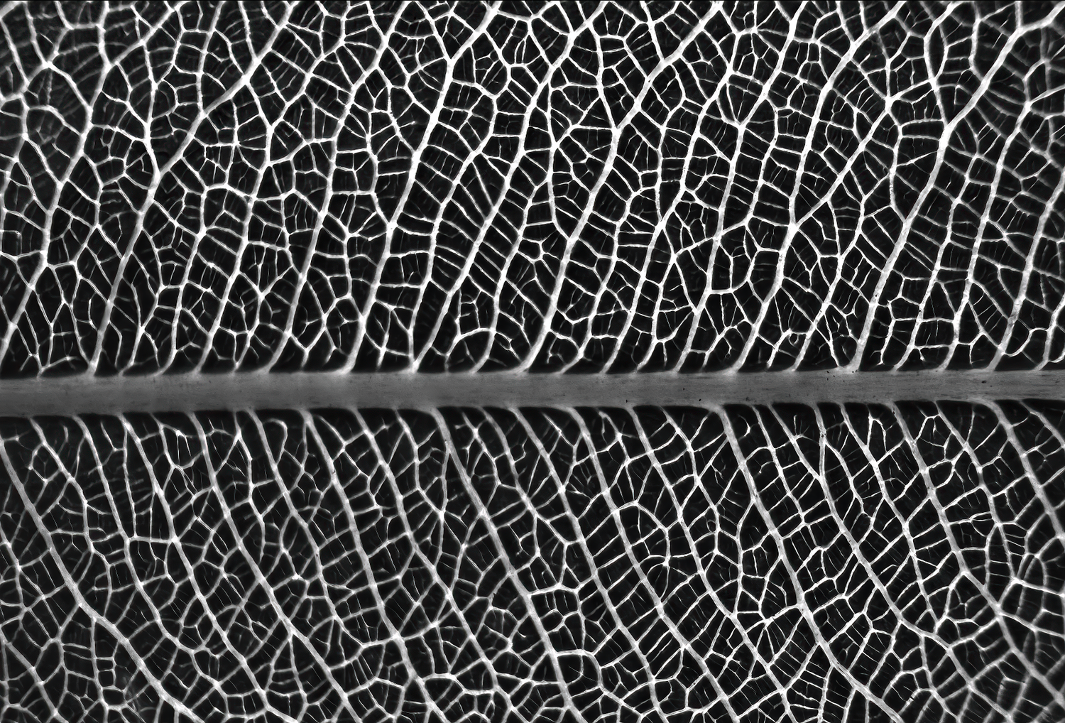Apple-supplied iPhone 16 Pro macro sample of leaf veins in black and white, demonstrating close-focus detail, microcontrast, texture, edge definition, and 48MP macro capability.