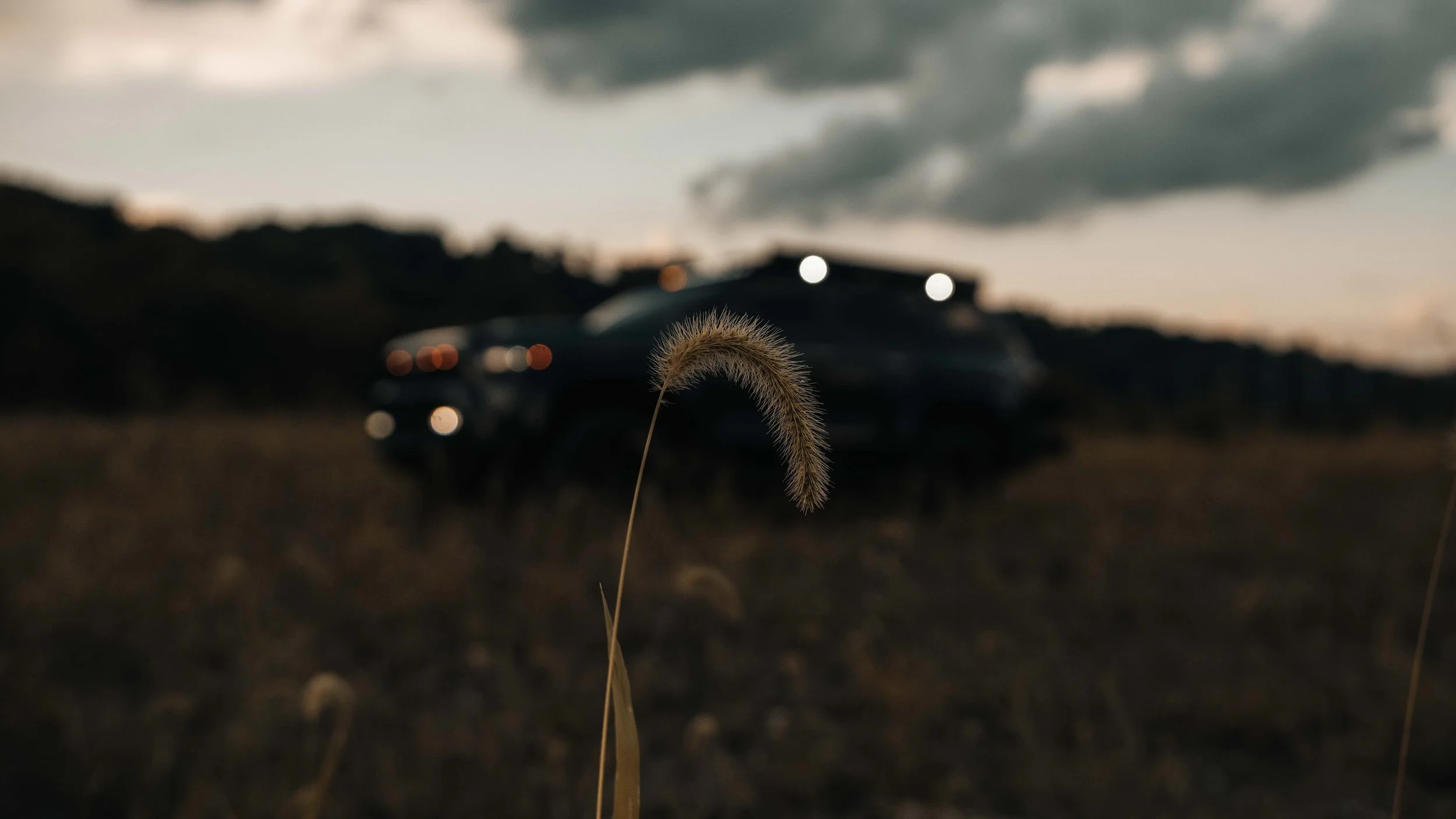 A single seed head in sharp focus with Ian Jones' 2025 Toyota 4Runner TRD Sport blurred behind it at dusk, its roof rack light bar and grille lights glowing across a dark Western Pennsylvania field.