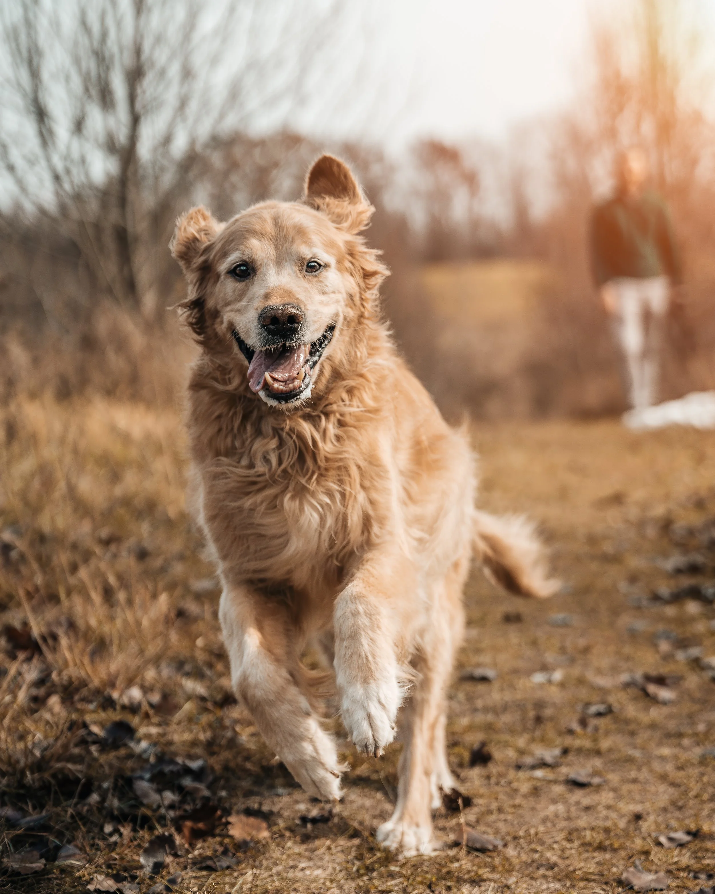 Golden retriever running through a sunlit field shot at 150mm with the Tamron 35-150mm f/2-2.8 on a Sony a1, showing creamy bokeh and warm natural light.