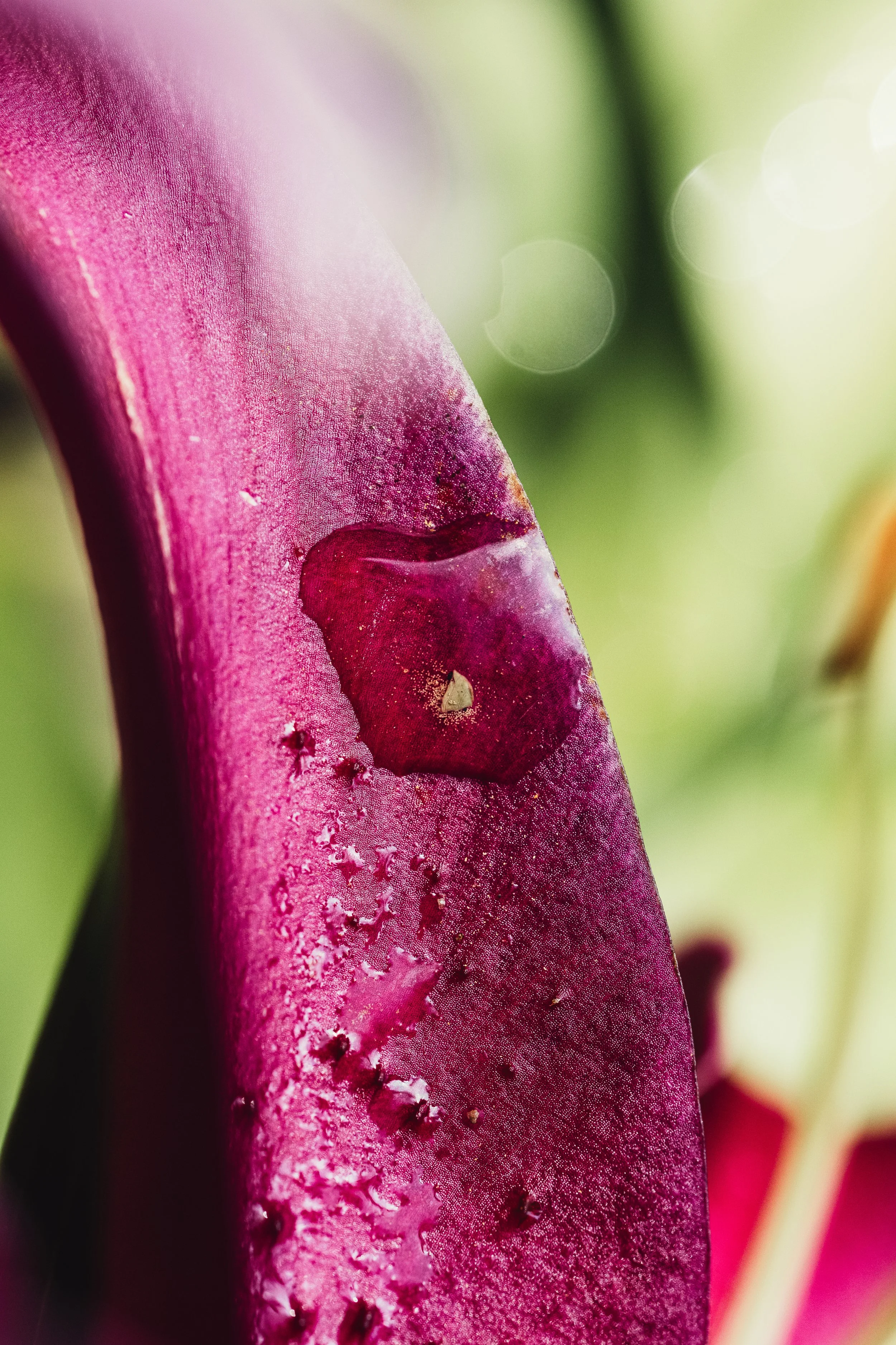 High-resolution macro image taken with a Sony mirrorless camera (Sony a1) and Tamron 90mm lens by Pittsburgh-based photographer Ian Jones, founder of ISJDESIGNS