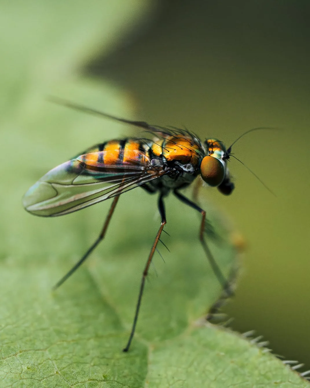 Sony a1 and Tamron 90mm used by Pittsburgh creative Ian Jones of ISJDESIGNS to capture a high-detail macro shot showcasing modern Sony mirrorless camera performance