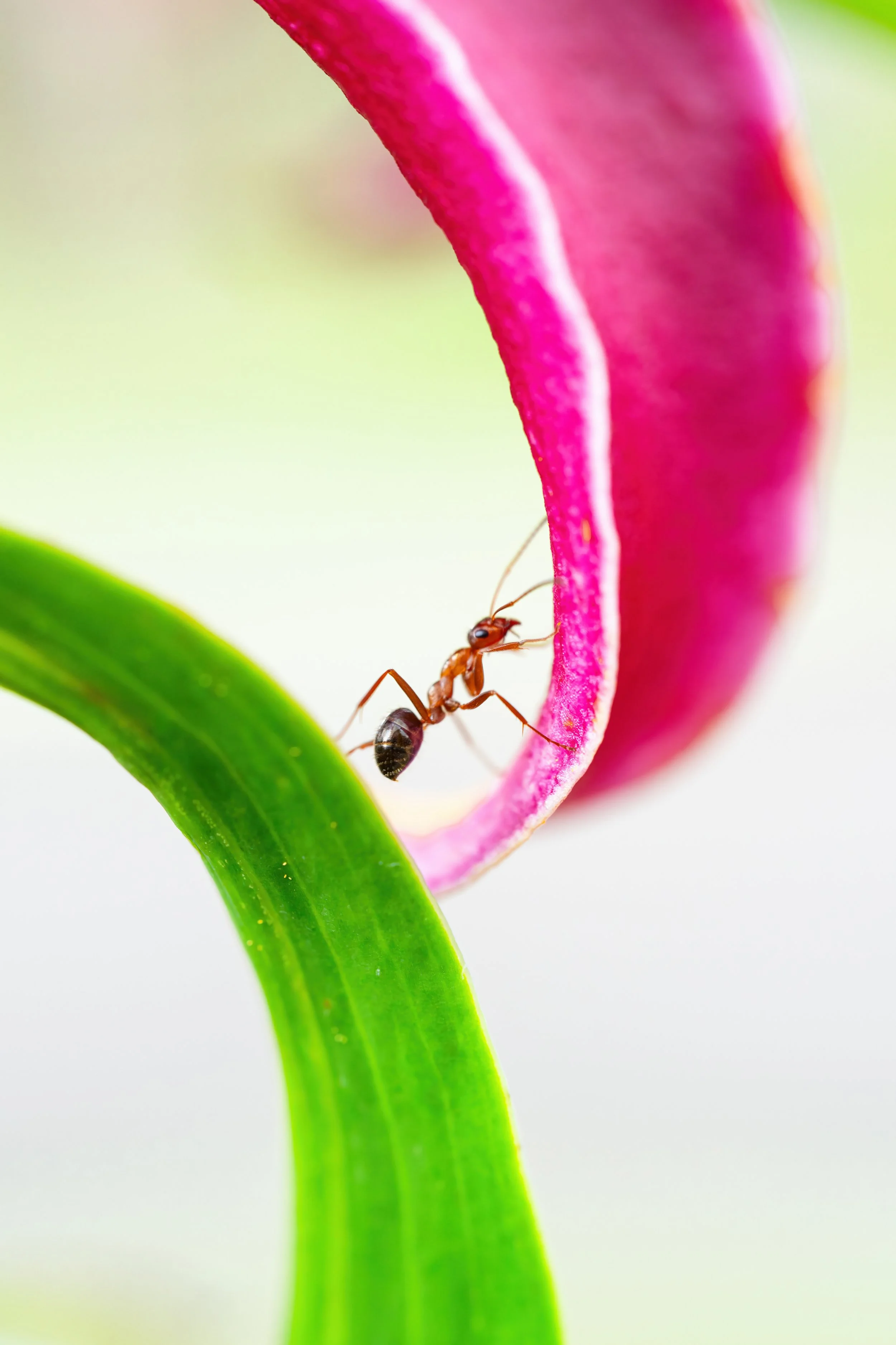 Pittsburgh-based photographer Ian Jones showcases macro photography using the Sony a1 and Tamron 90mm lens, part of his work under ISJDESIGNS
