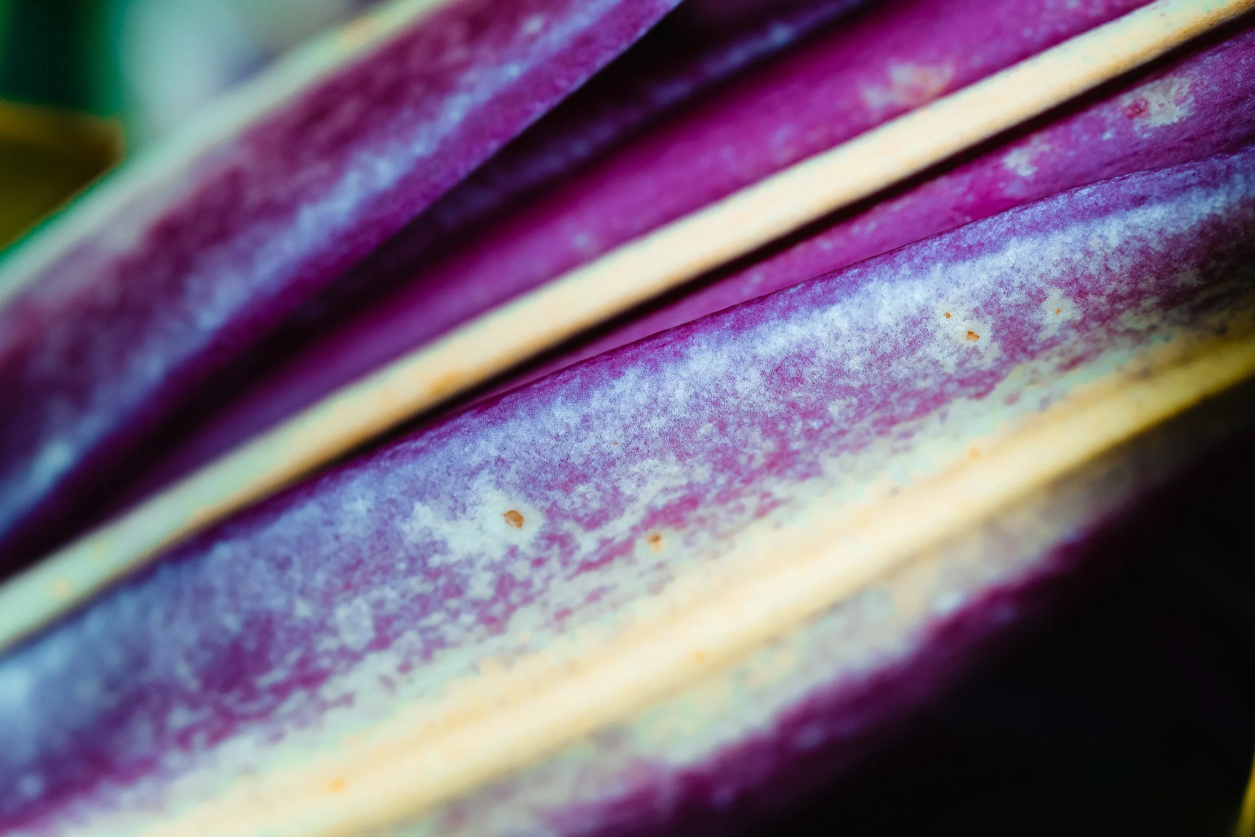 This macro image was captured by photographer Ian Jones using the Sony a1 and Tamron 90mm lens, part of his creative work under ISJDESIGNS in Pittsburgh, PA
